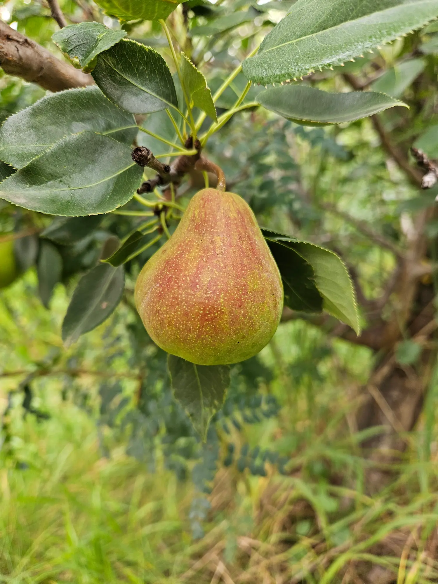 Featured image for “Golden Spice Pear”