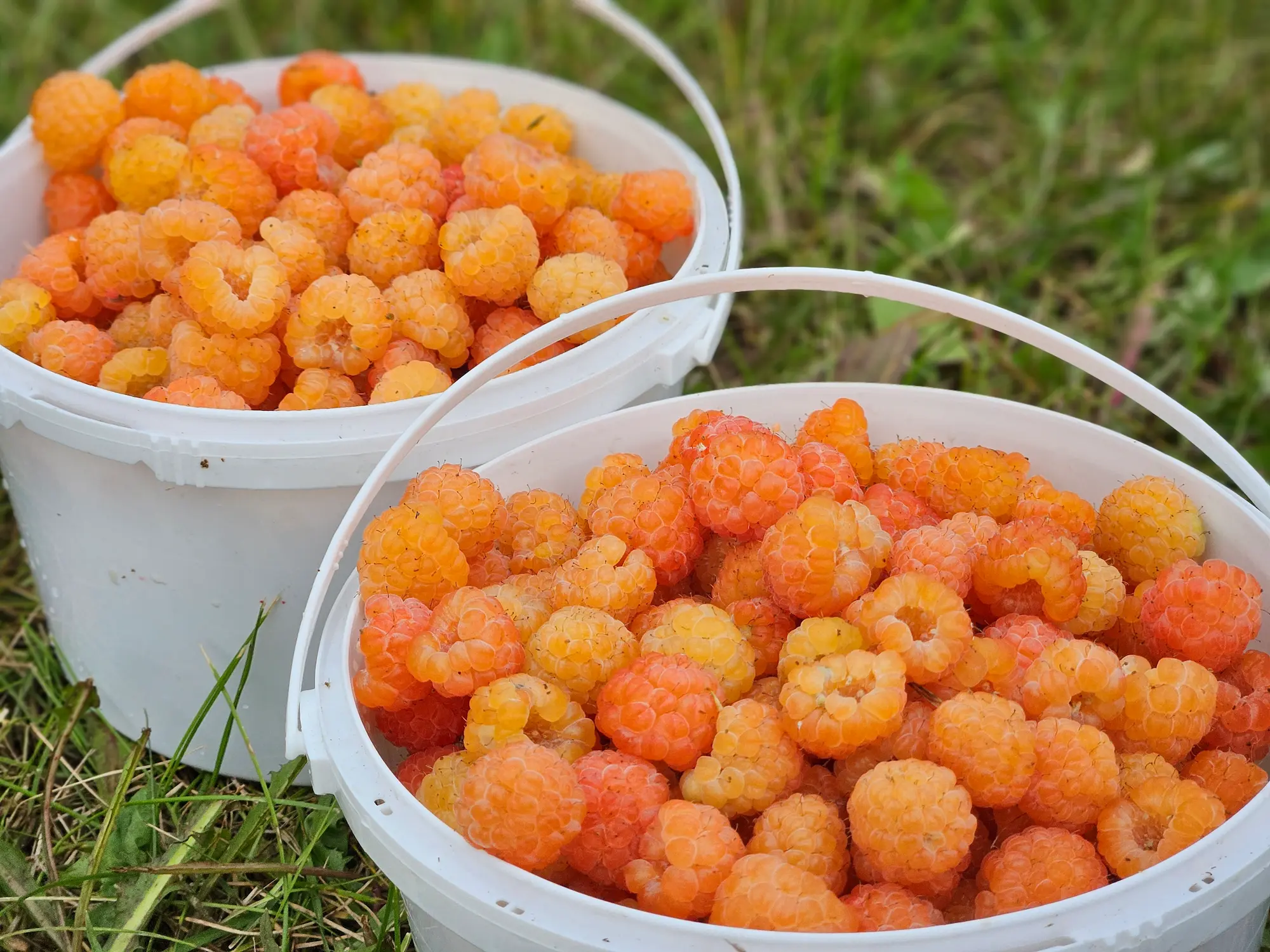 Featured image for “Honey Queen Raspberry”