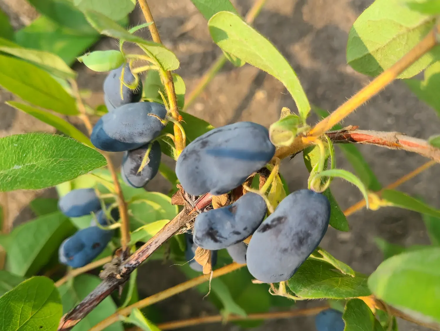 Featured image for “Indigo Treat Haskap Berry”