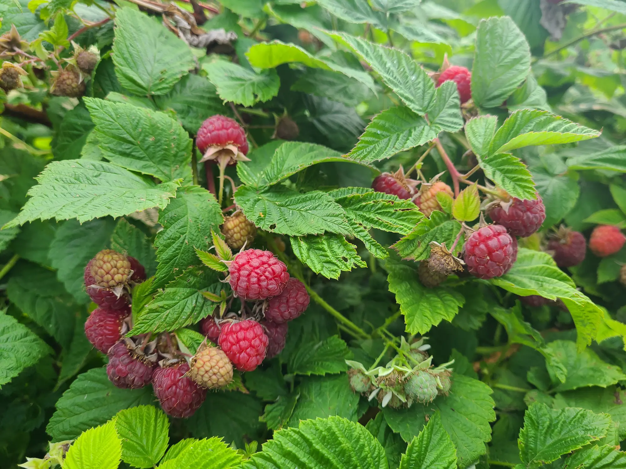 Featured image for “Souris Raspberry”