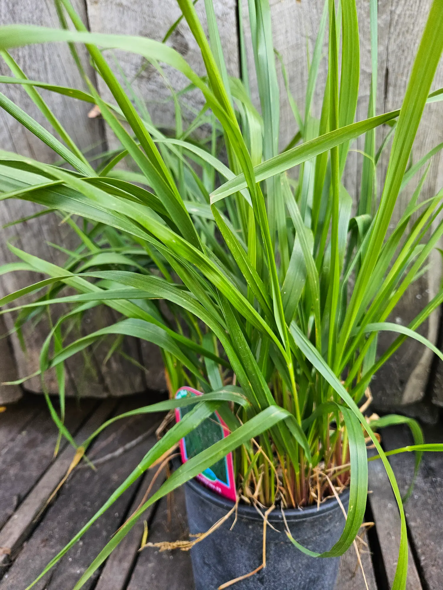 Featured image for “Sweet Grass Plant”