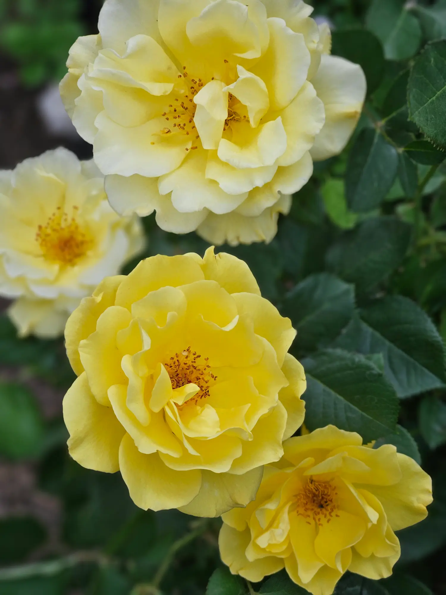 Featured image for “Yukon Sun Rose”