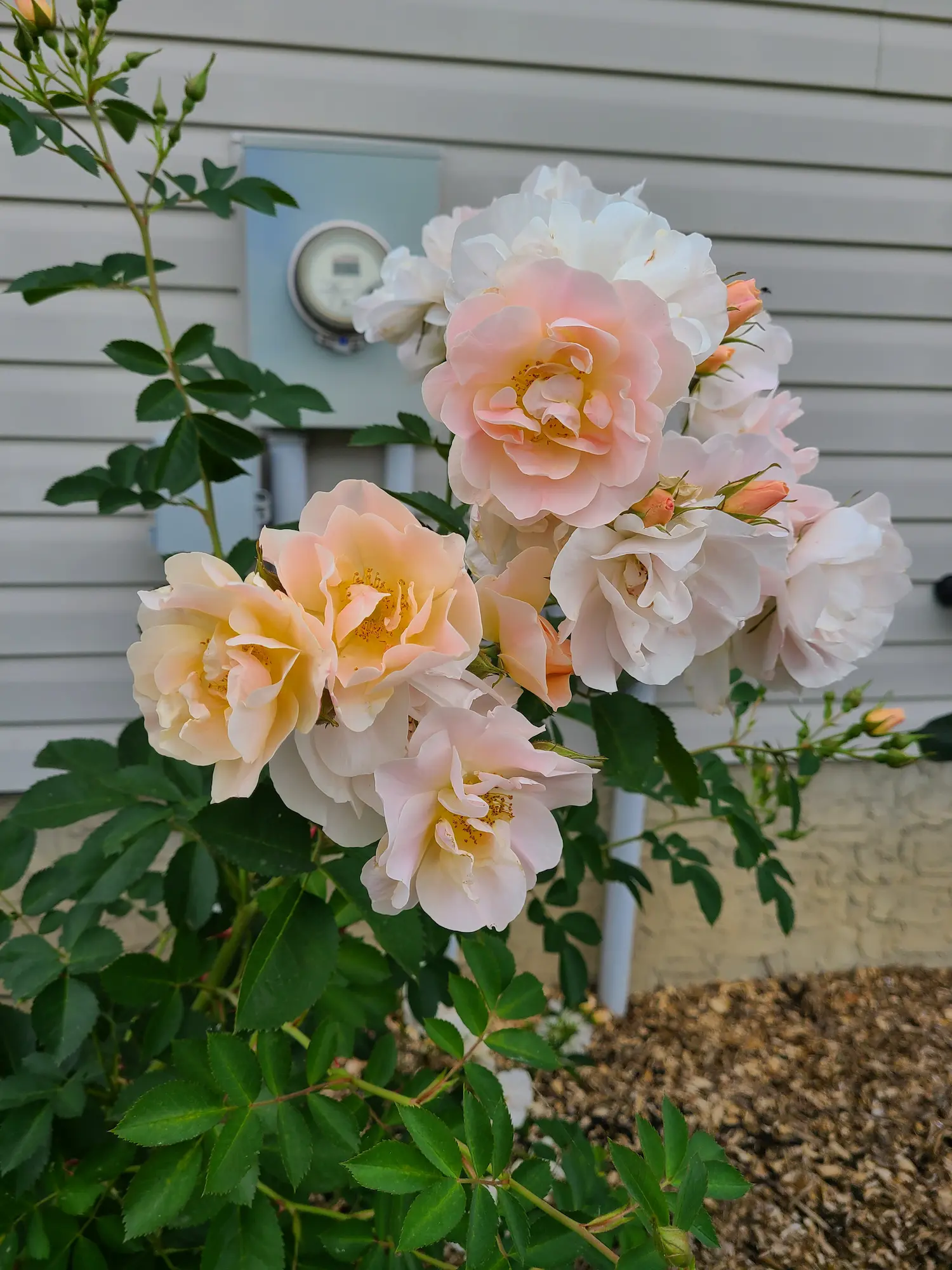 Featured image for “Above and Beyond Rose”