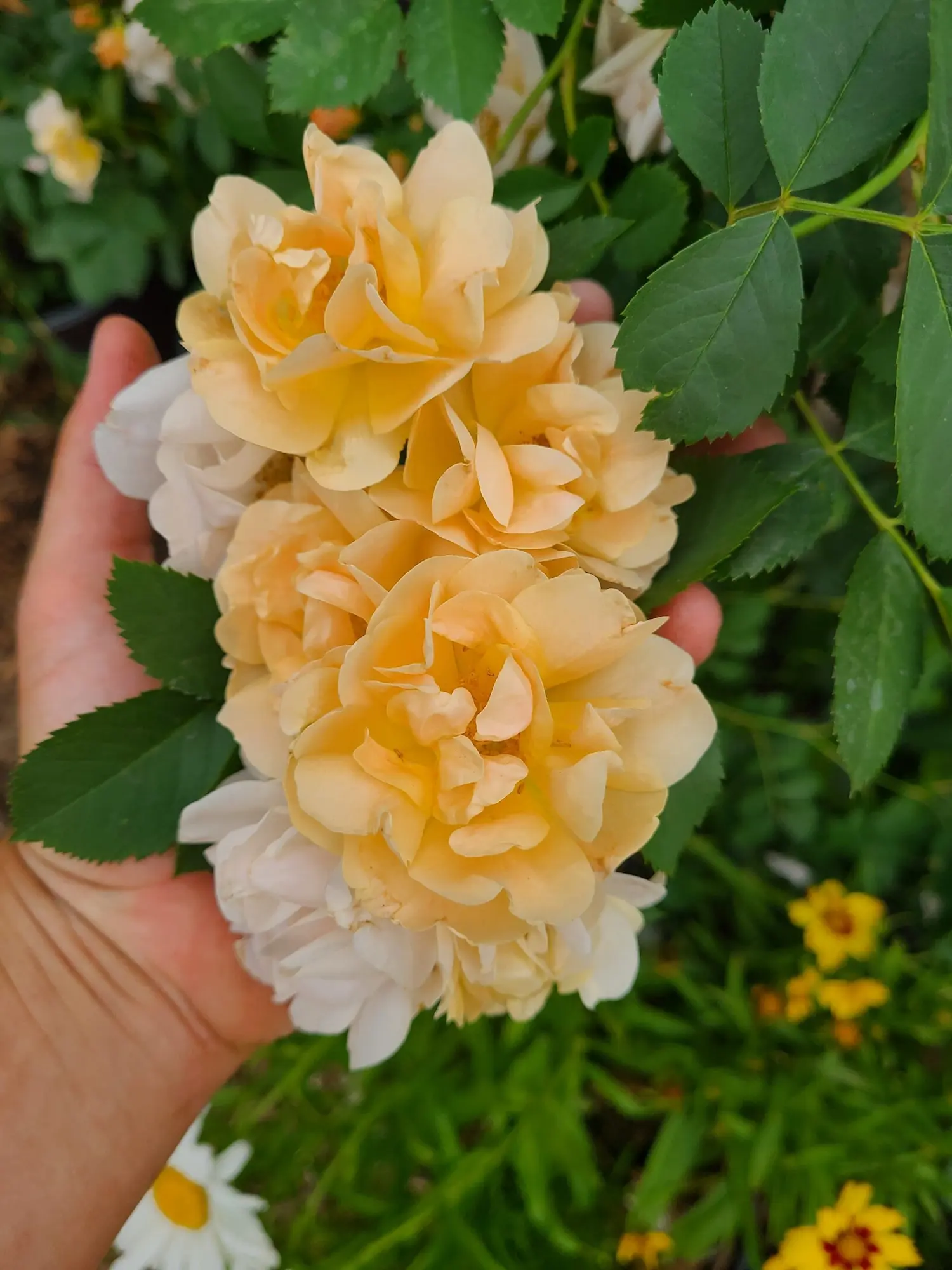 Above and Beyond Rose - Image 2