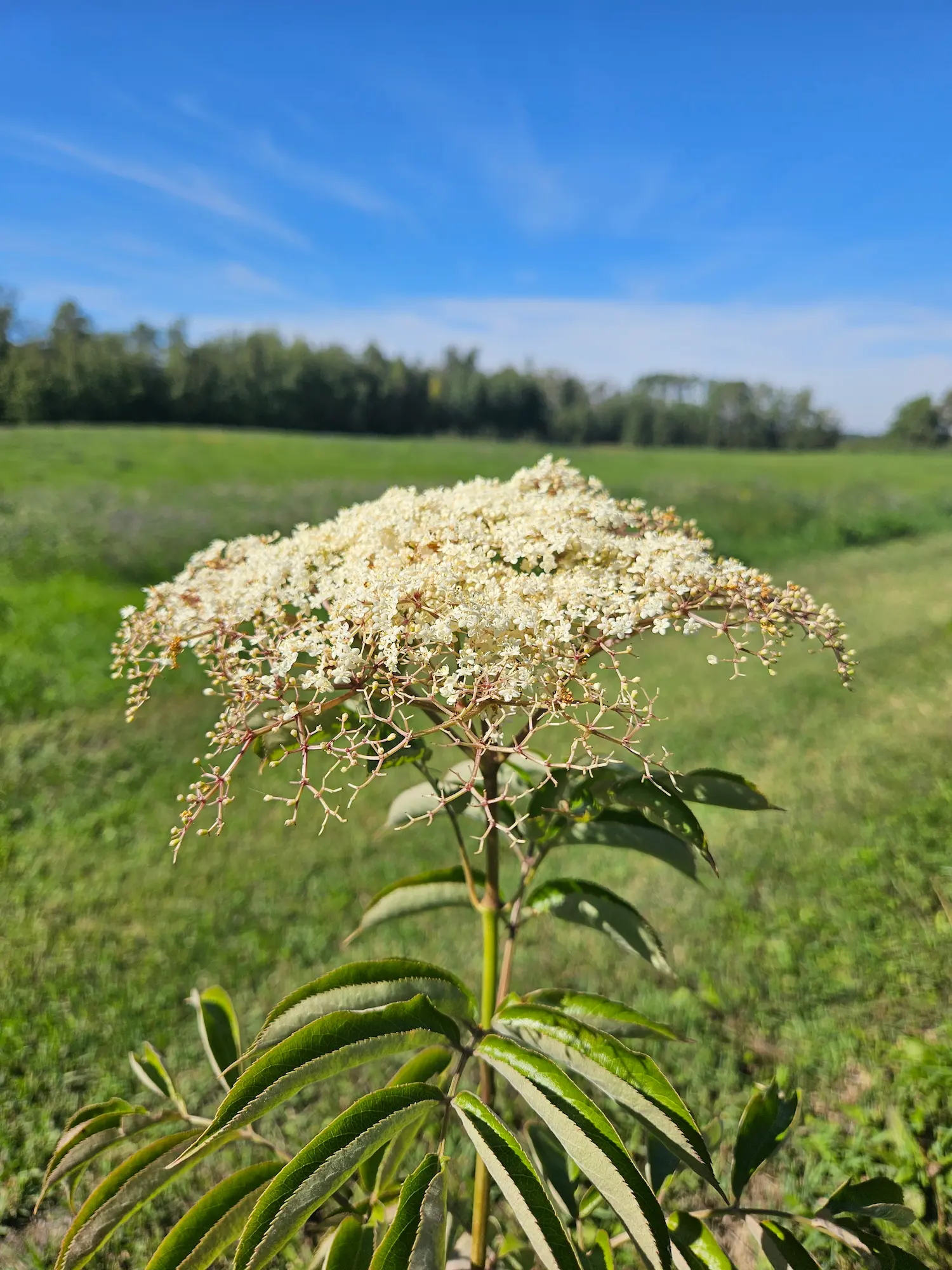 Elderberry, American - Image 2