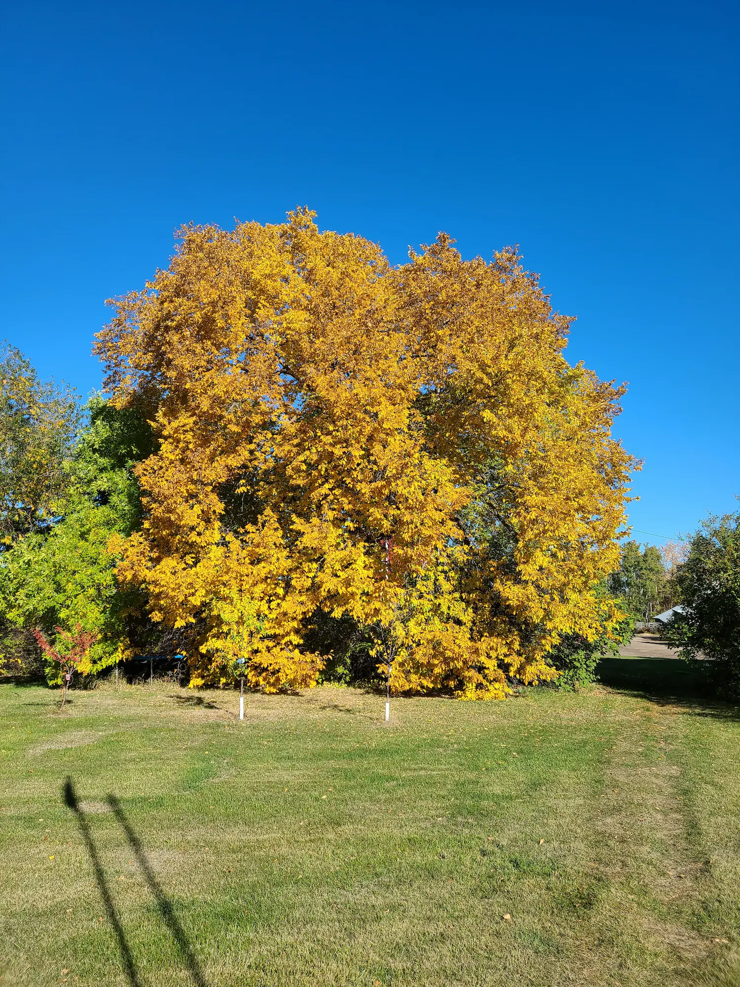 Featured image for “American Elm”