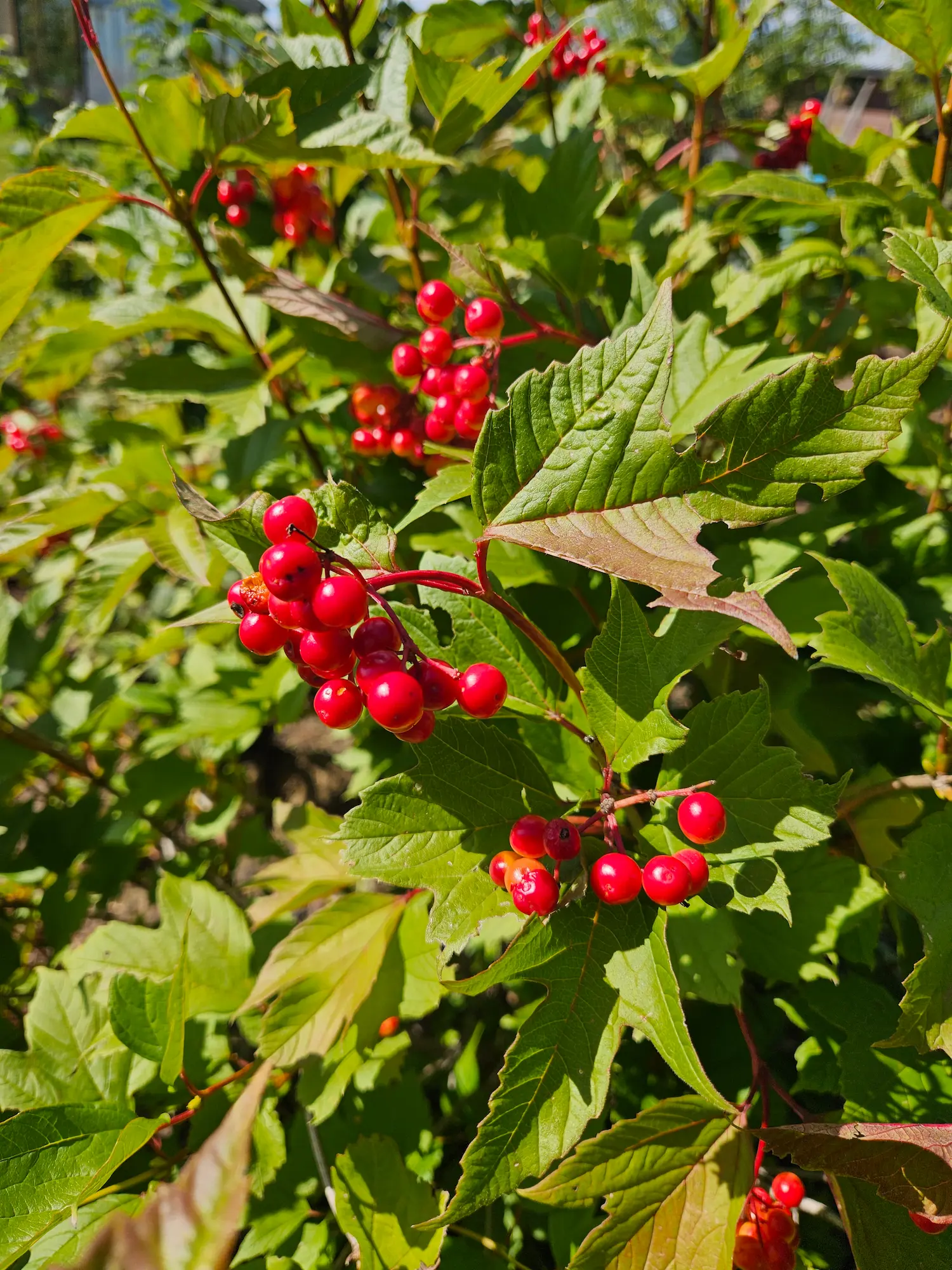American Highbush Cranberry