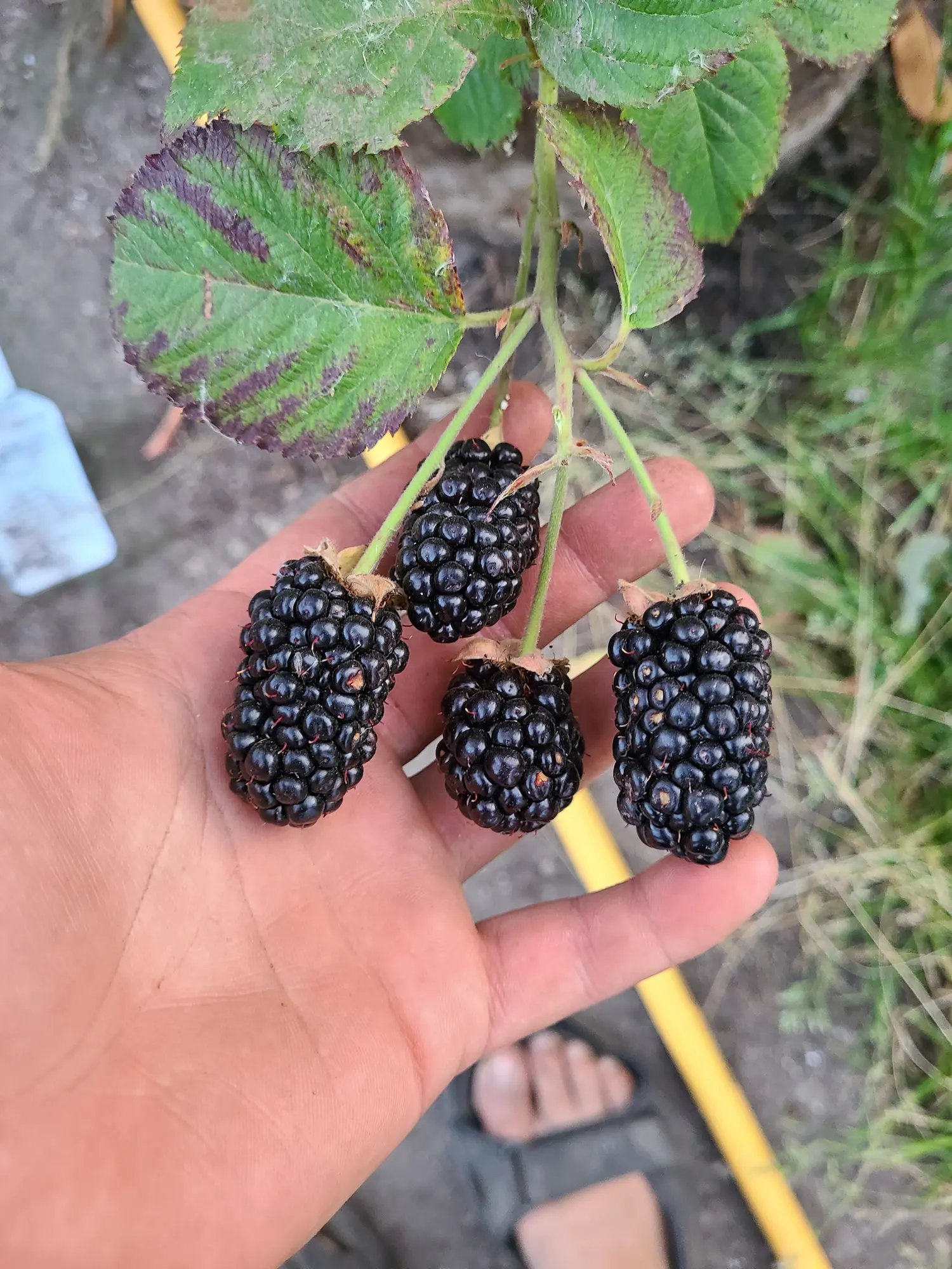 Featured image for “Balsor Hardy Blackberry”