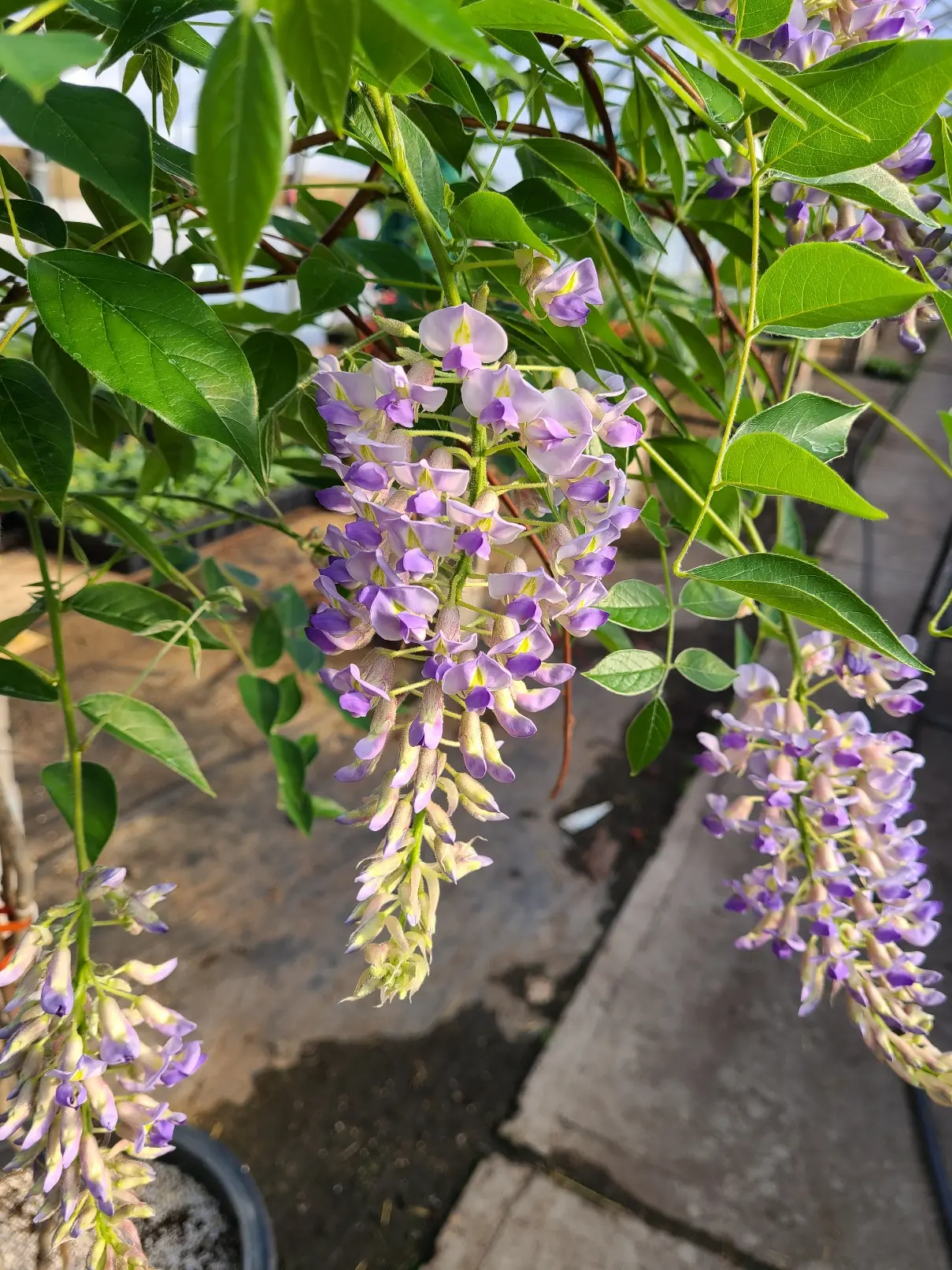 Blue Moon Wisteria