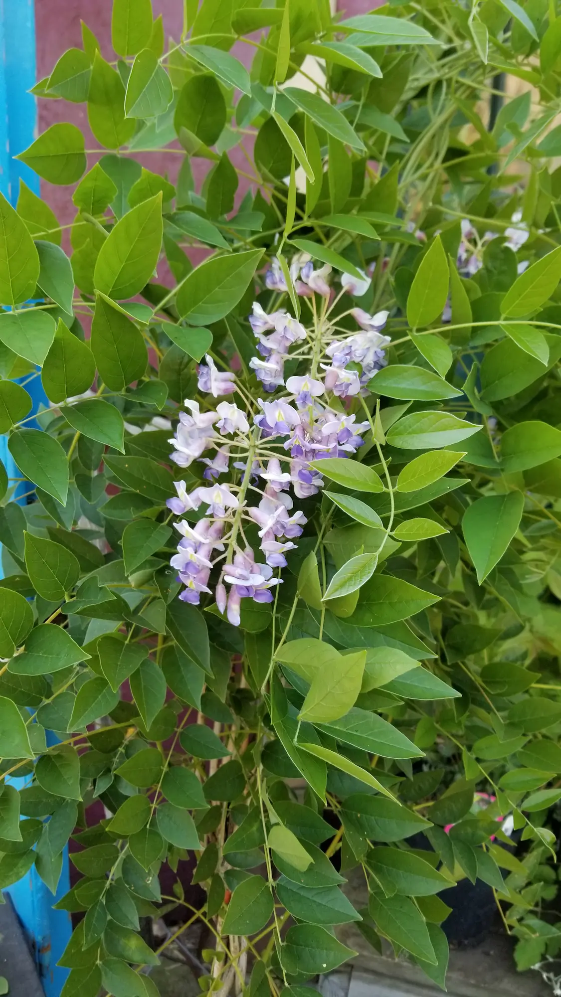 Blue Moon Wisteria - Image 3