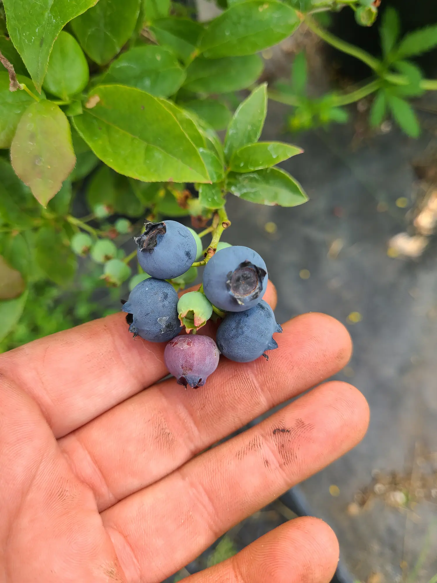 Featured image for “Northland Blueberry”