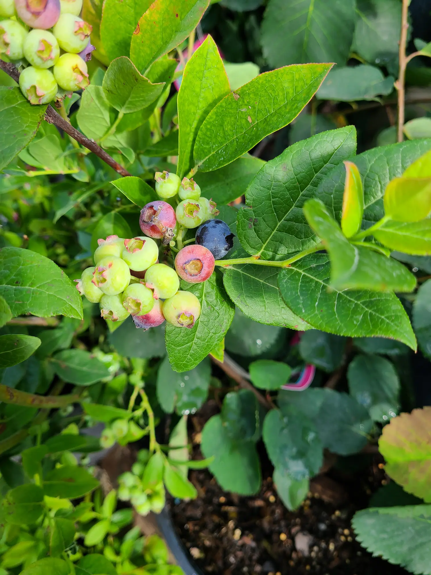 Featured image for “Northblue  Blueberry”