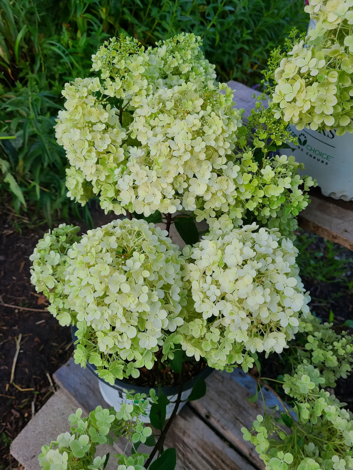 Featured image for “Bobo Hydrangea”