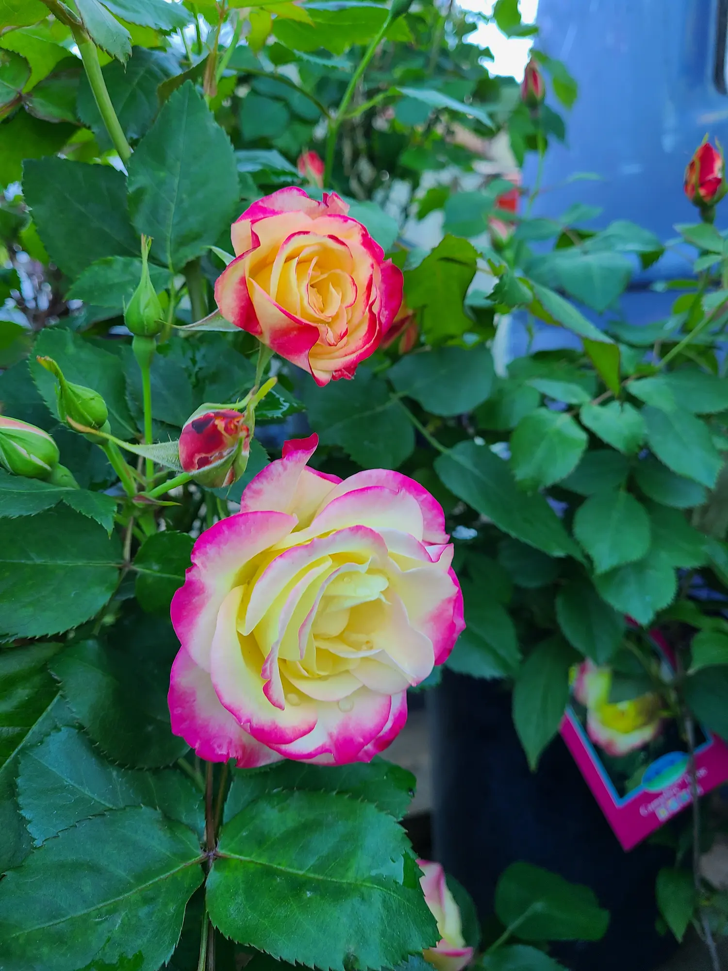Featured image for “Campfire Rose”