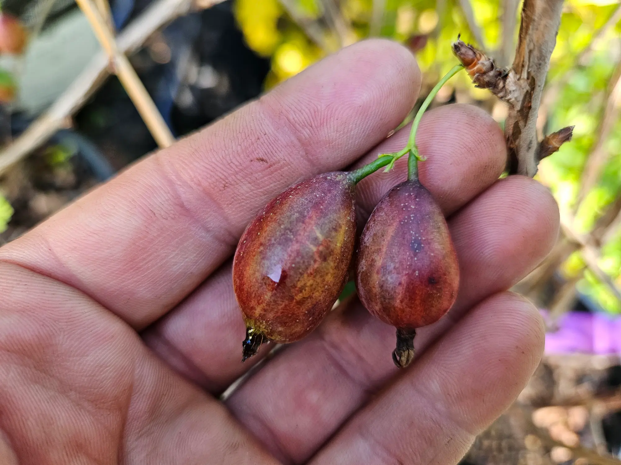 Captivator Gooseberry