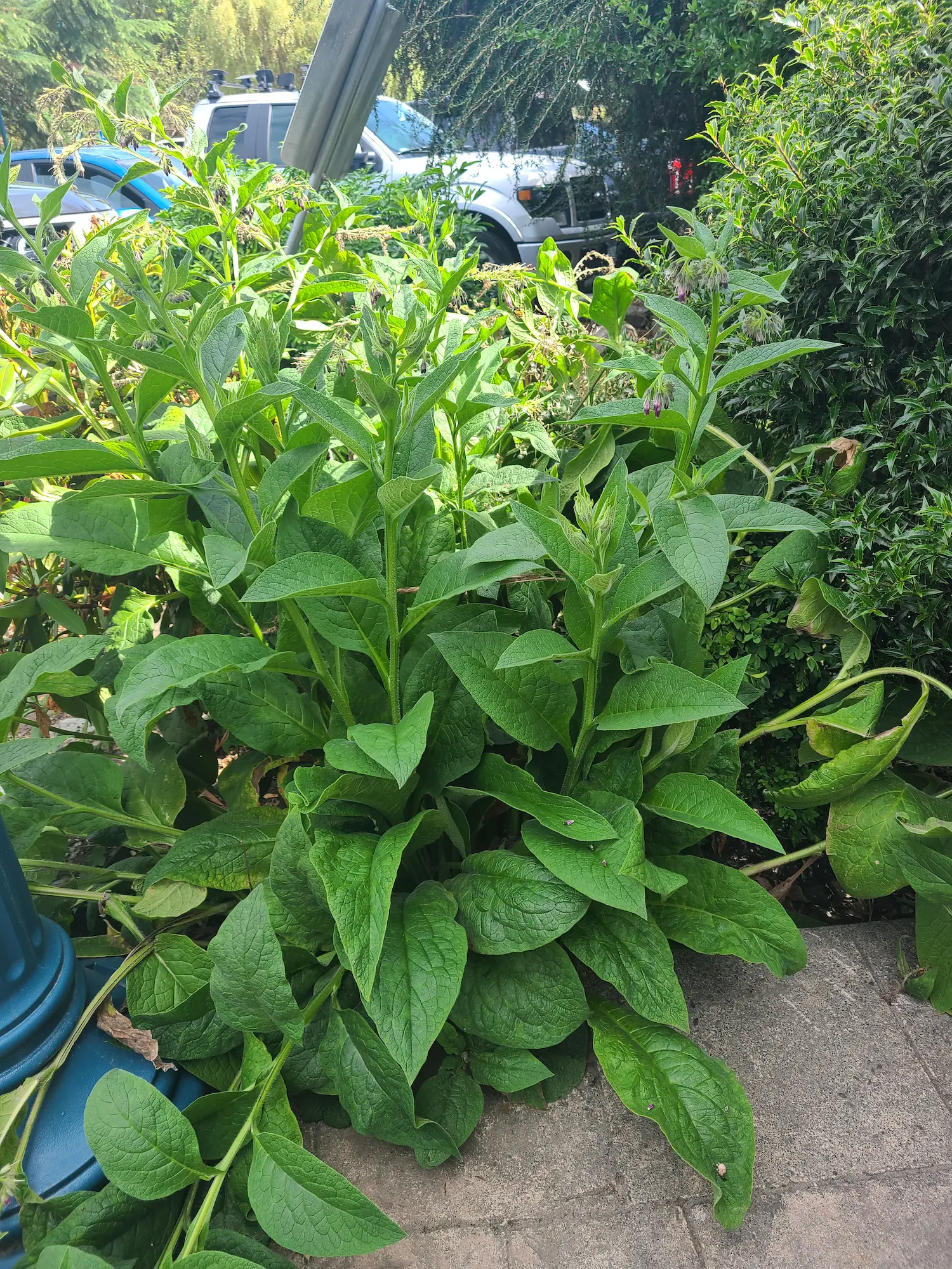 Comfrey - Image 2