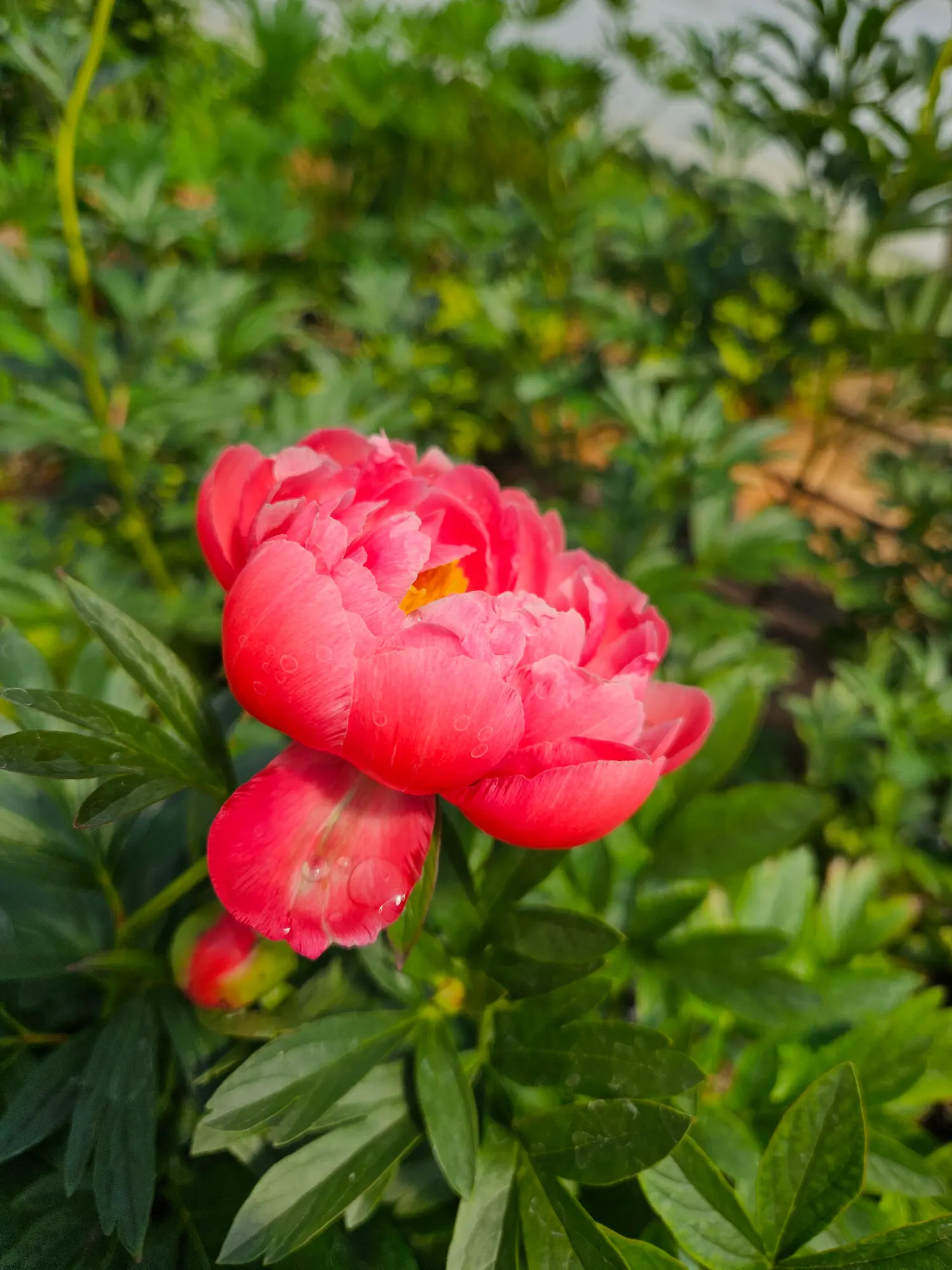 Featured image for “Coral Sunset Peony”