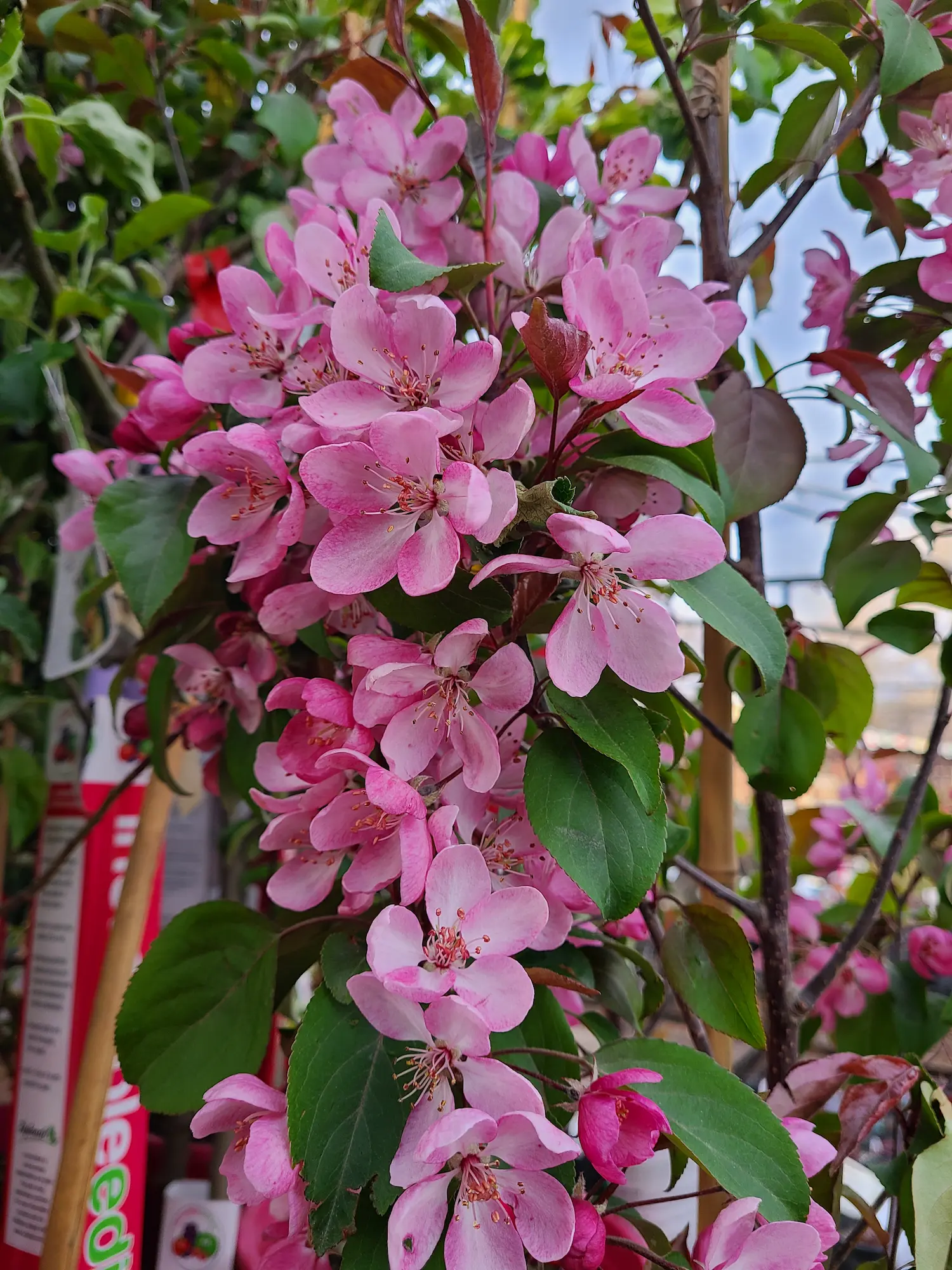 Courageous Flowering Crabapple