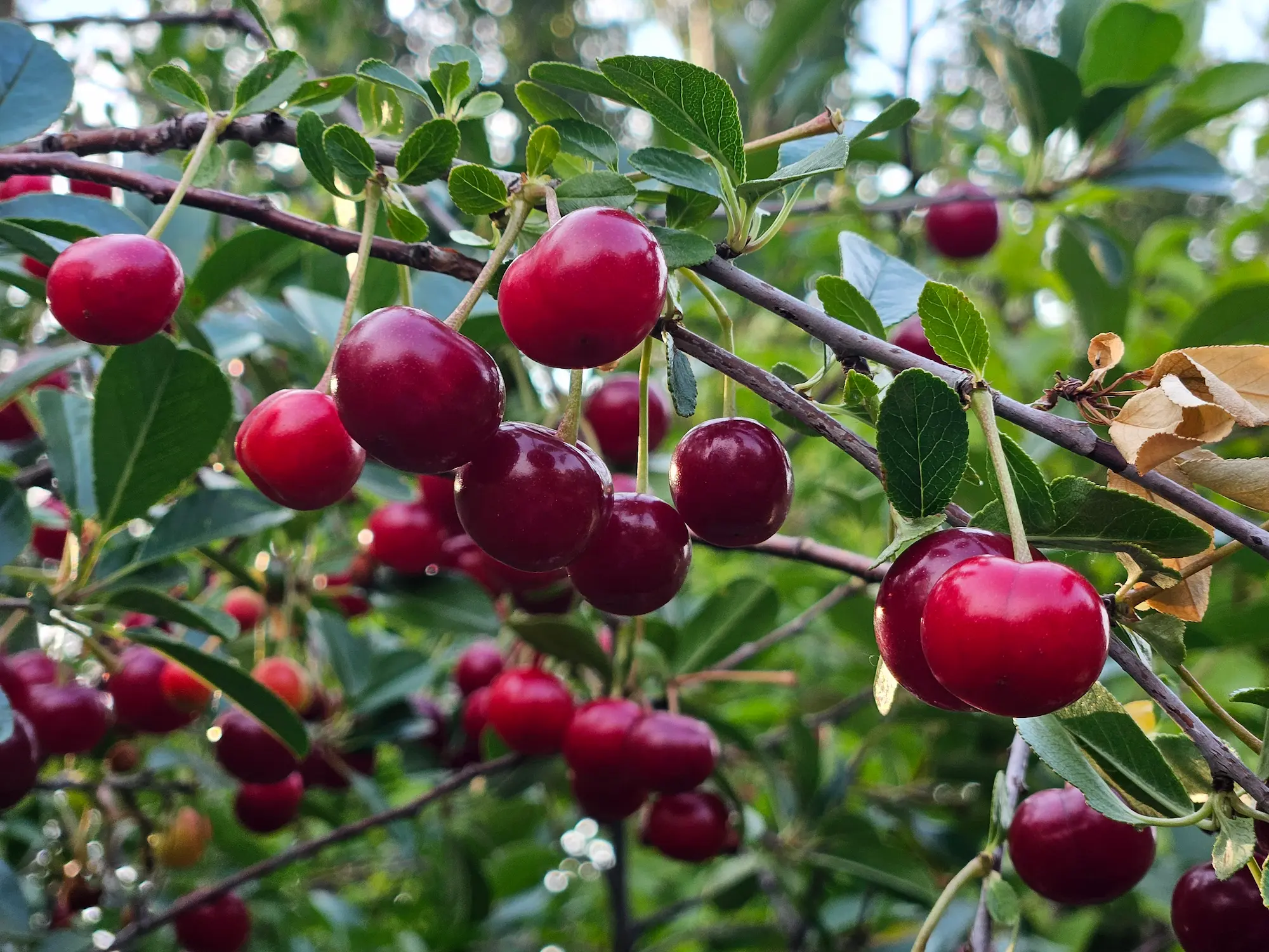Featured image for “Cupid Cherry”