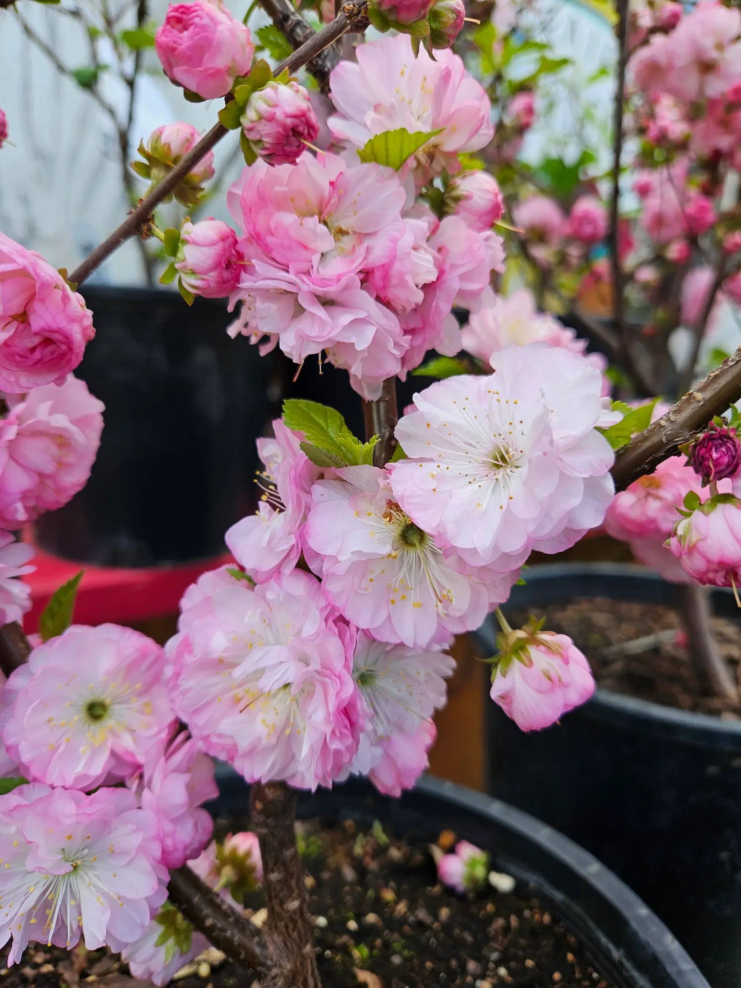 Double Flowering Plum
