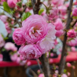 Ornamental Shrub