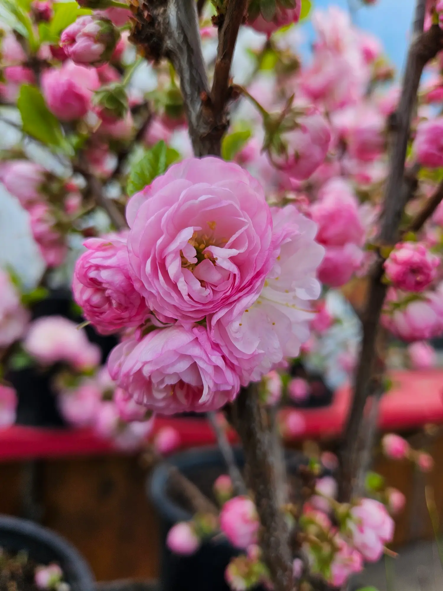 Double Flowering Plum - Image 2