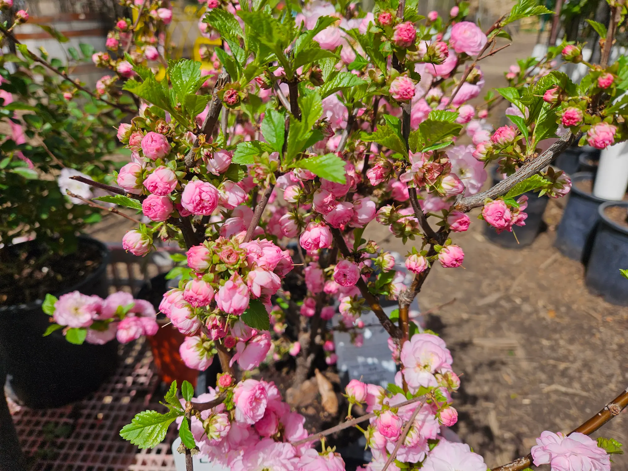Double Flowering Plum - Image 3