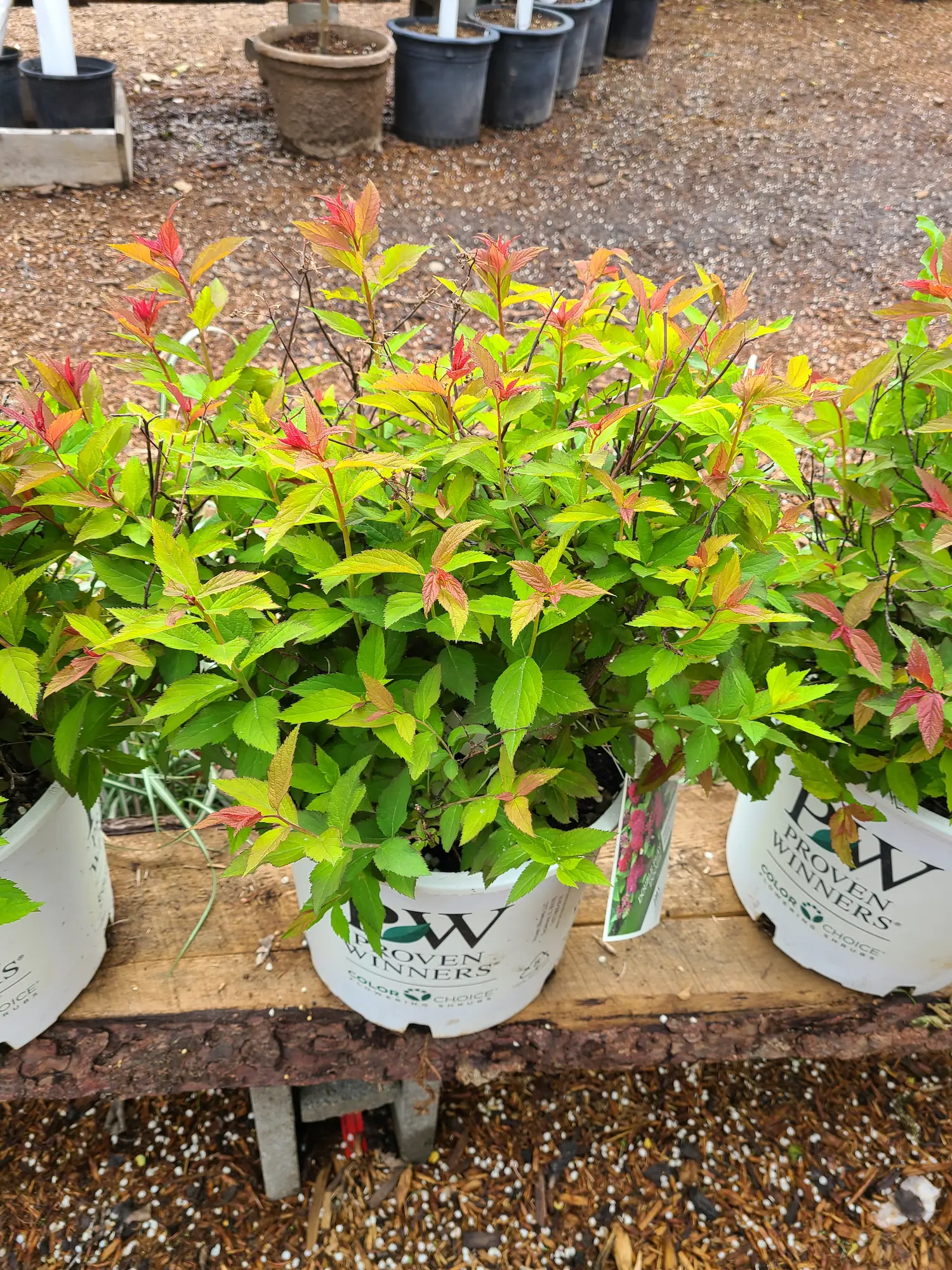 Featured image for “Double Play Doozie Spirea”
