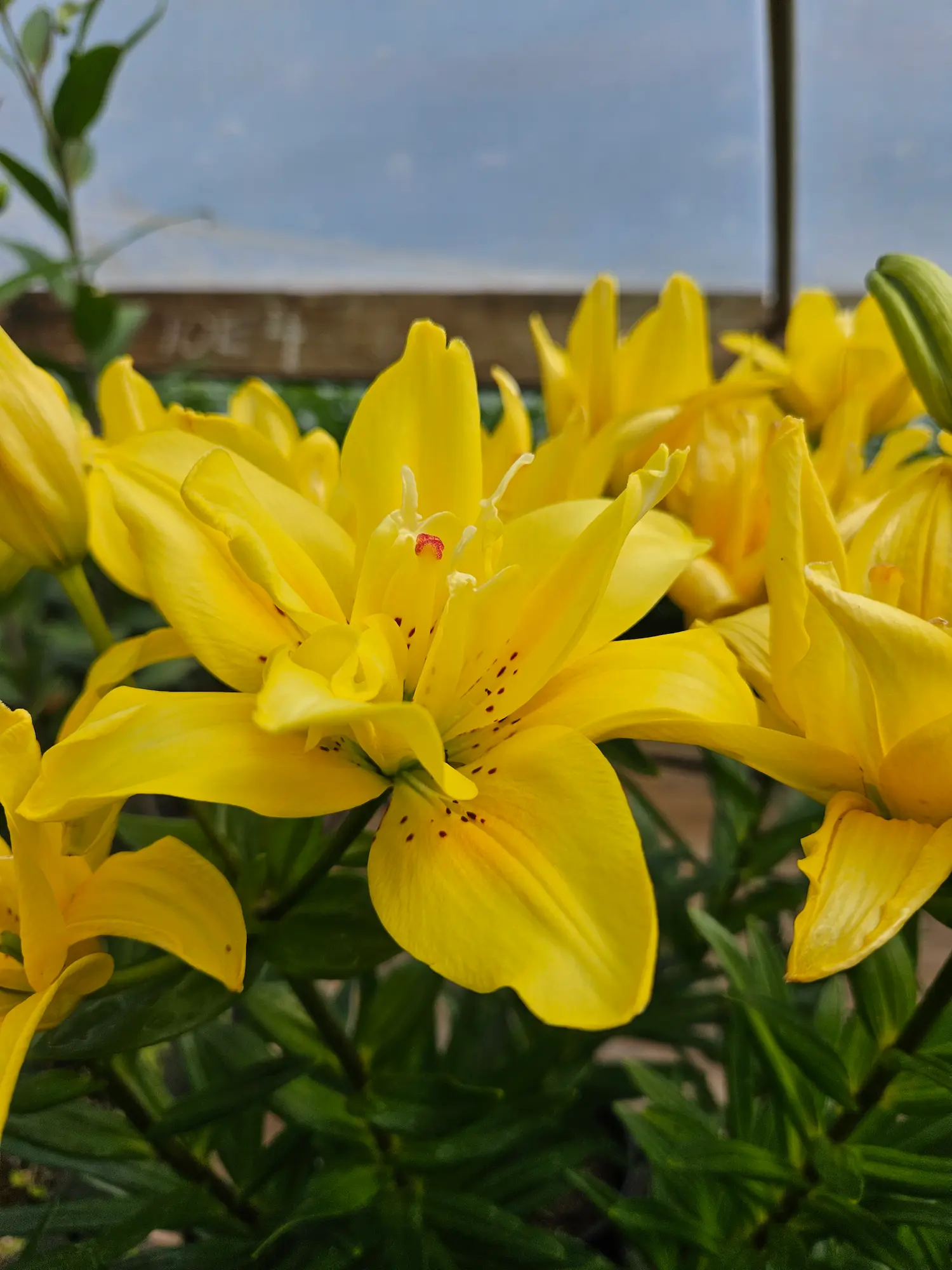 Featured image for “Fata Morgana Lily”