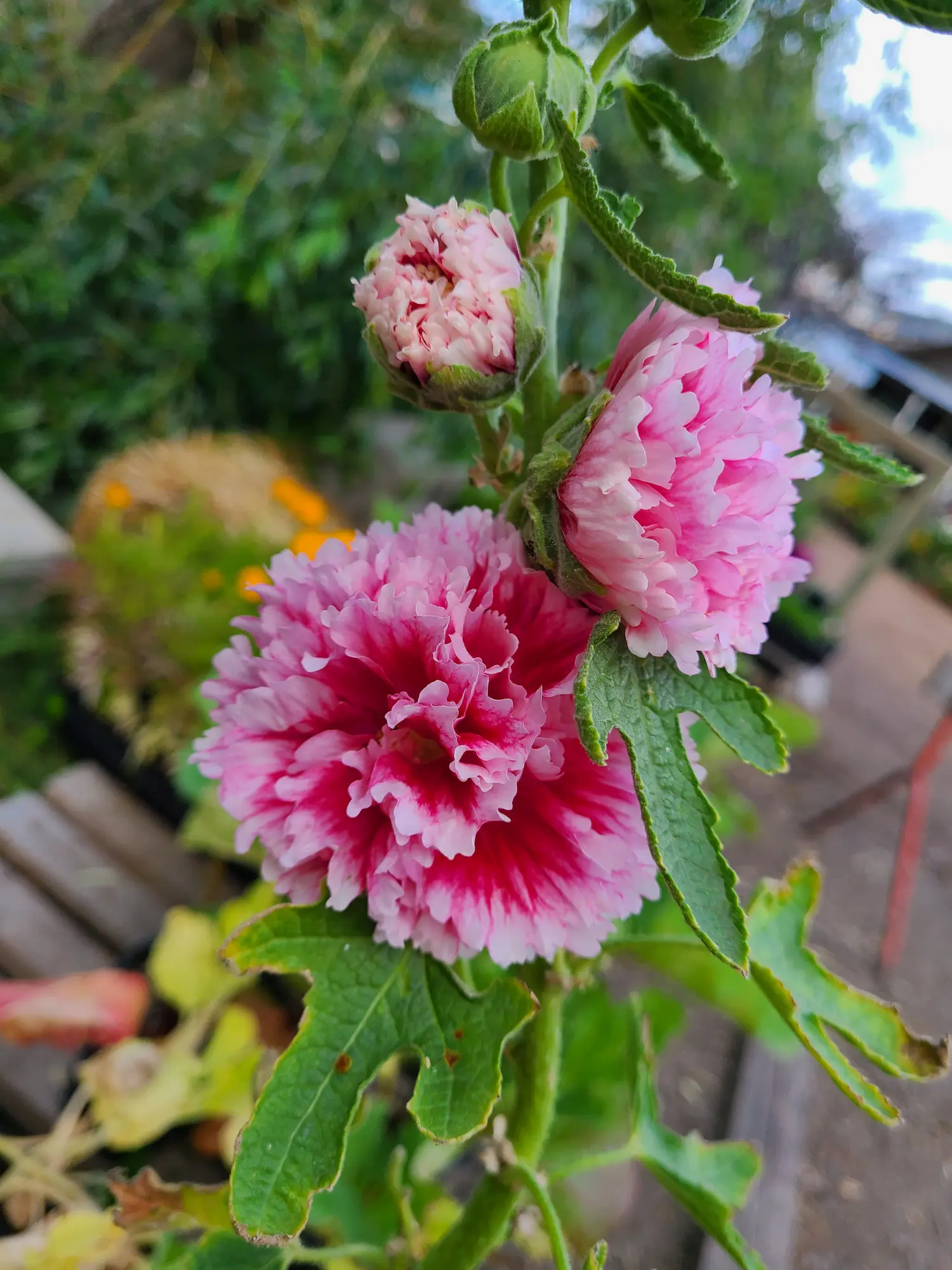 Featured image for “Fiesta Time Hollyhock”