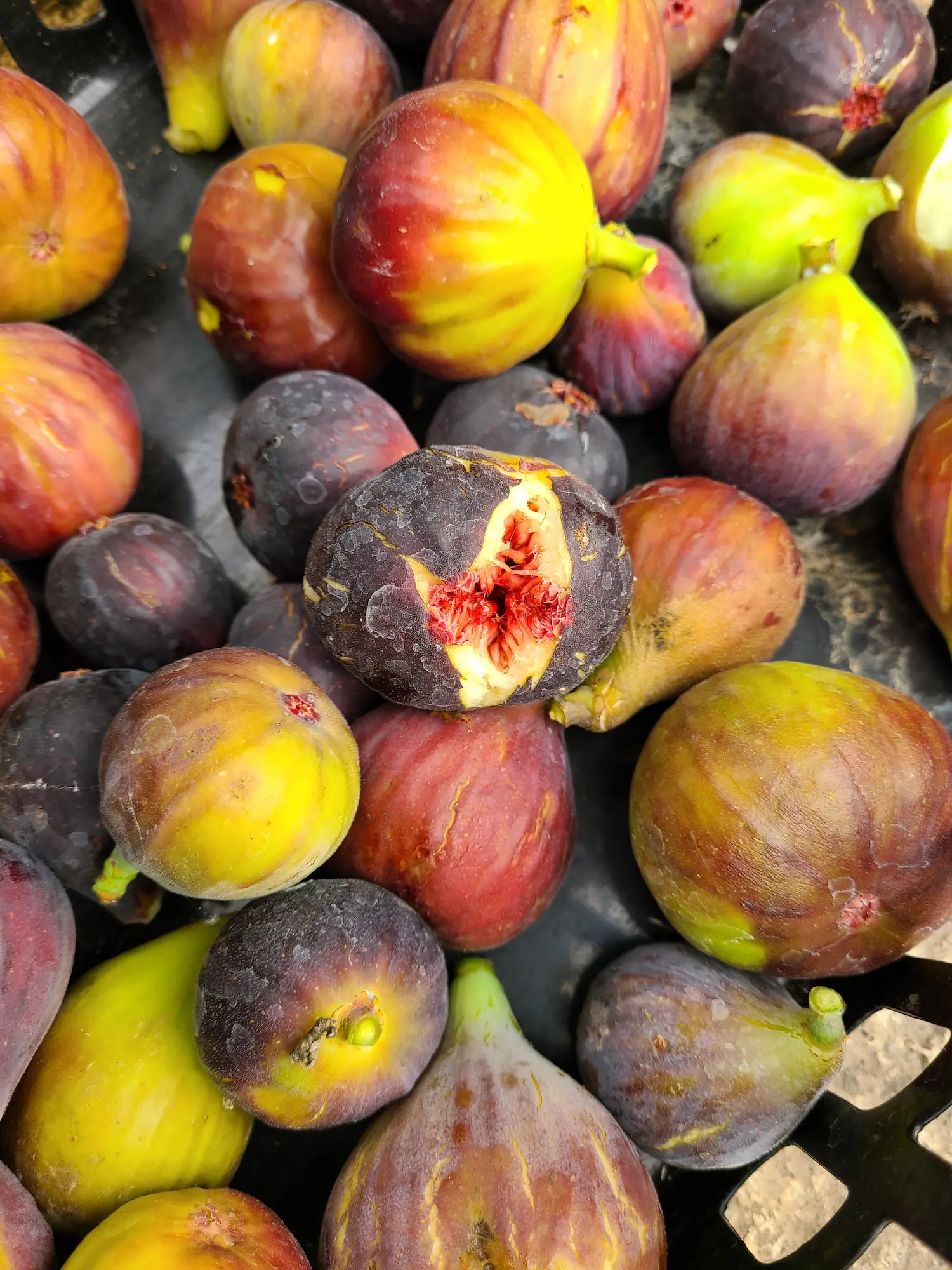 Featured image for “Fig, Chicago Hardy”