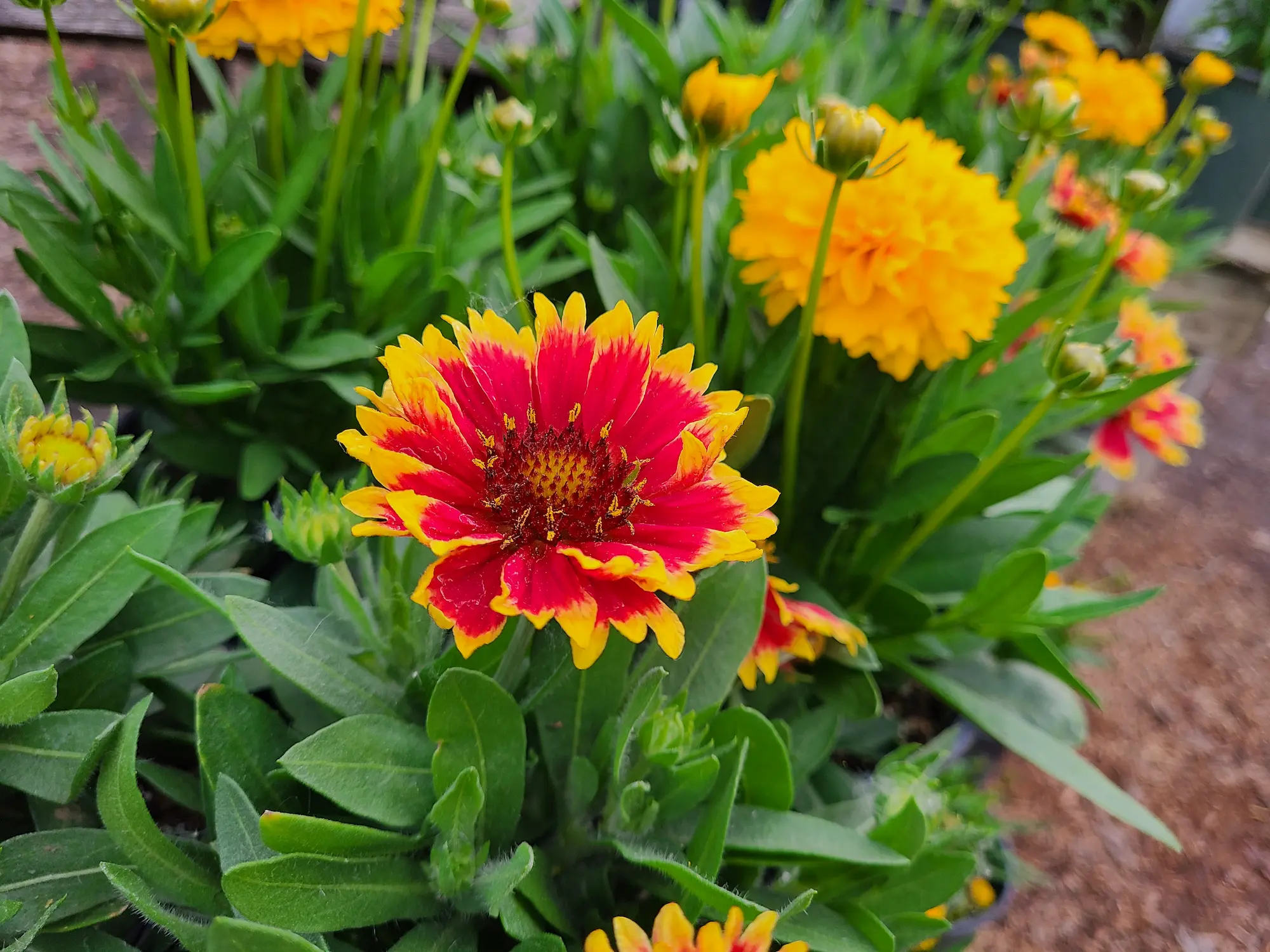 Featured image for “Arizona Sun Blanket Flower”