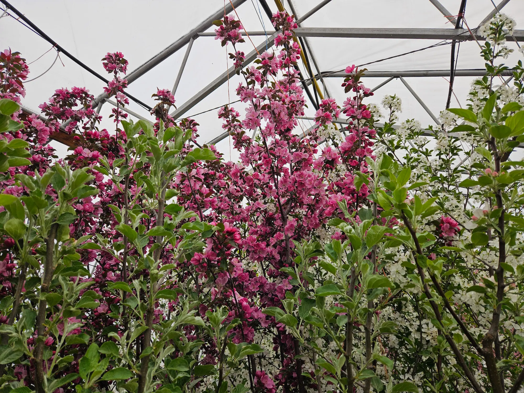 Gladiator Rosybloom Crabapple - Image 3
