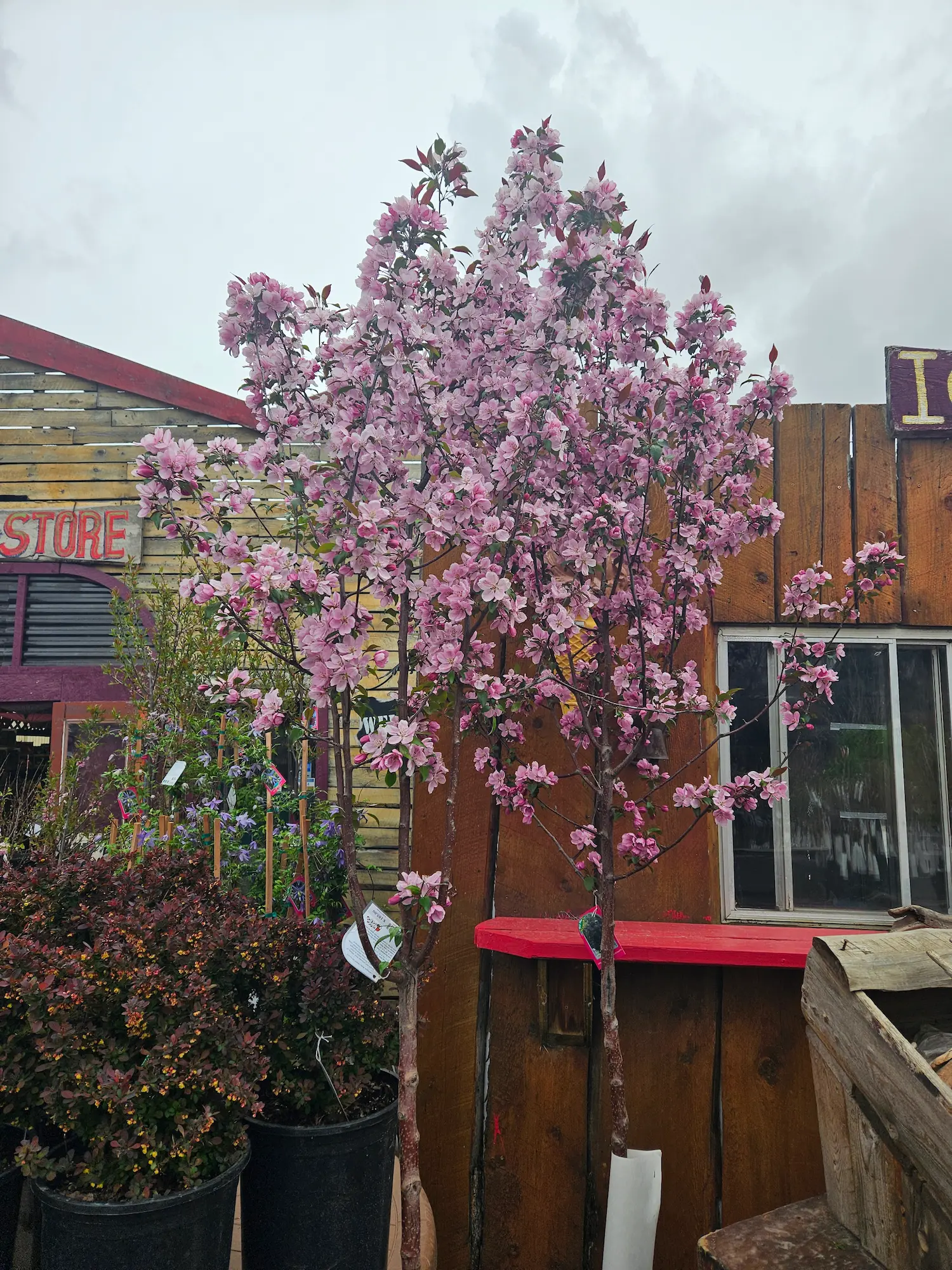 Gladiator Rosybloom Crabapple - Image 2