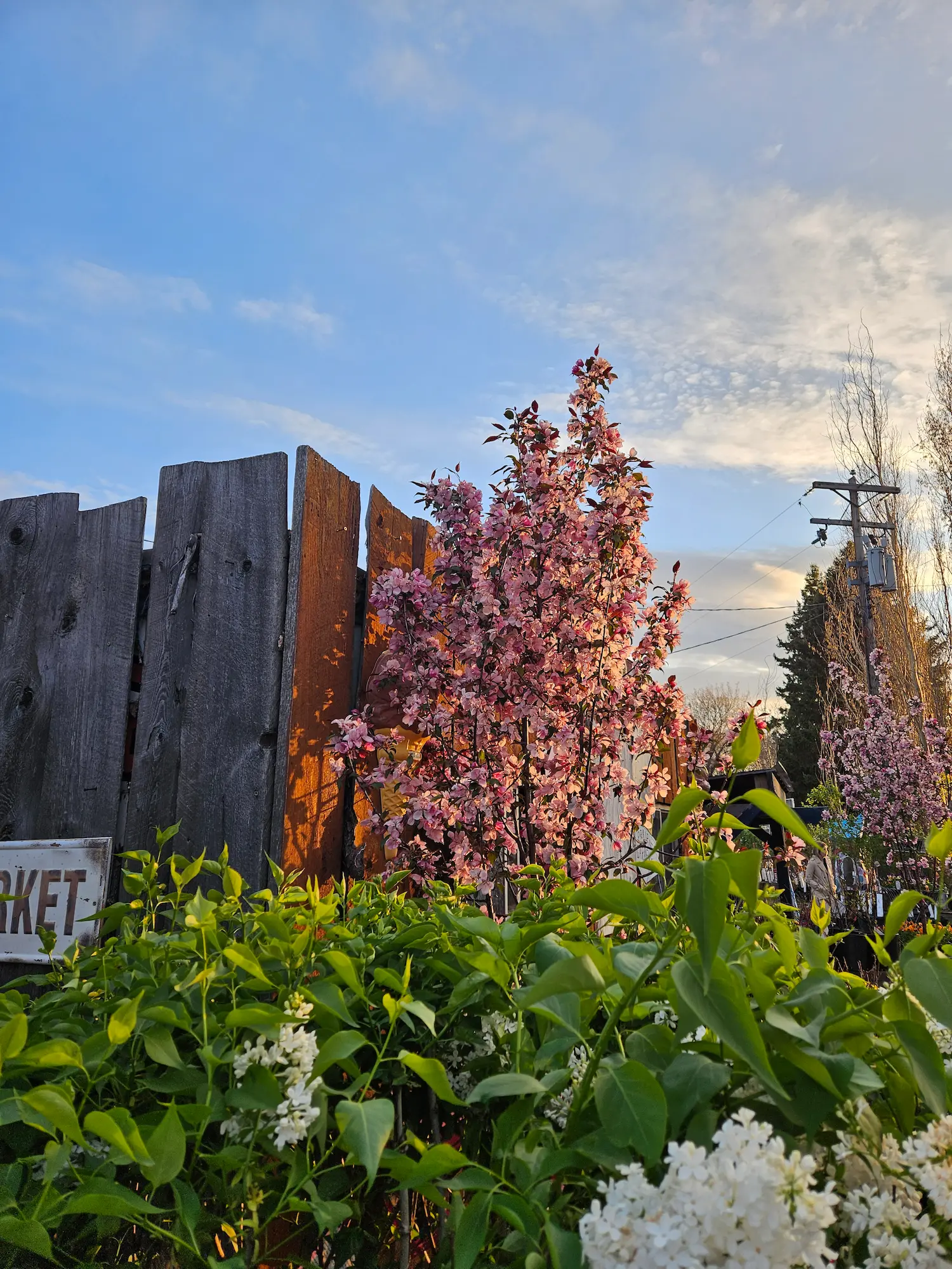 Gladiator Rosybloom Crabapple
