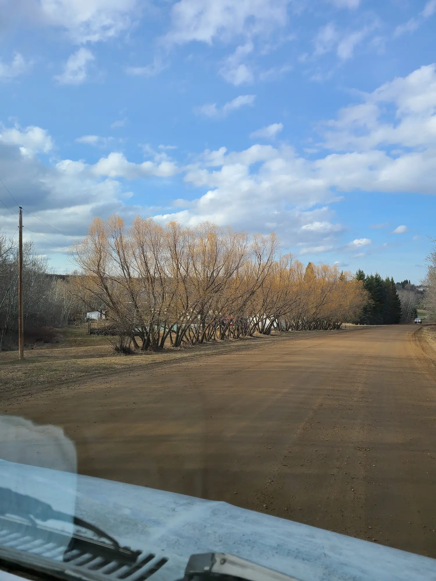 Golden Willow