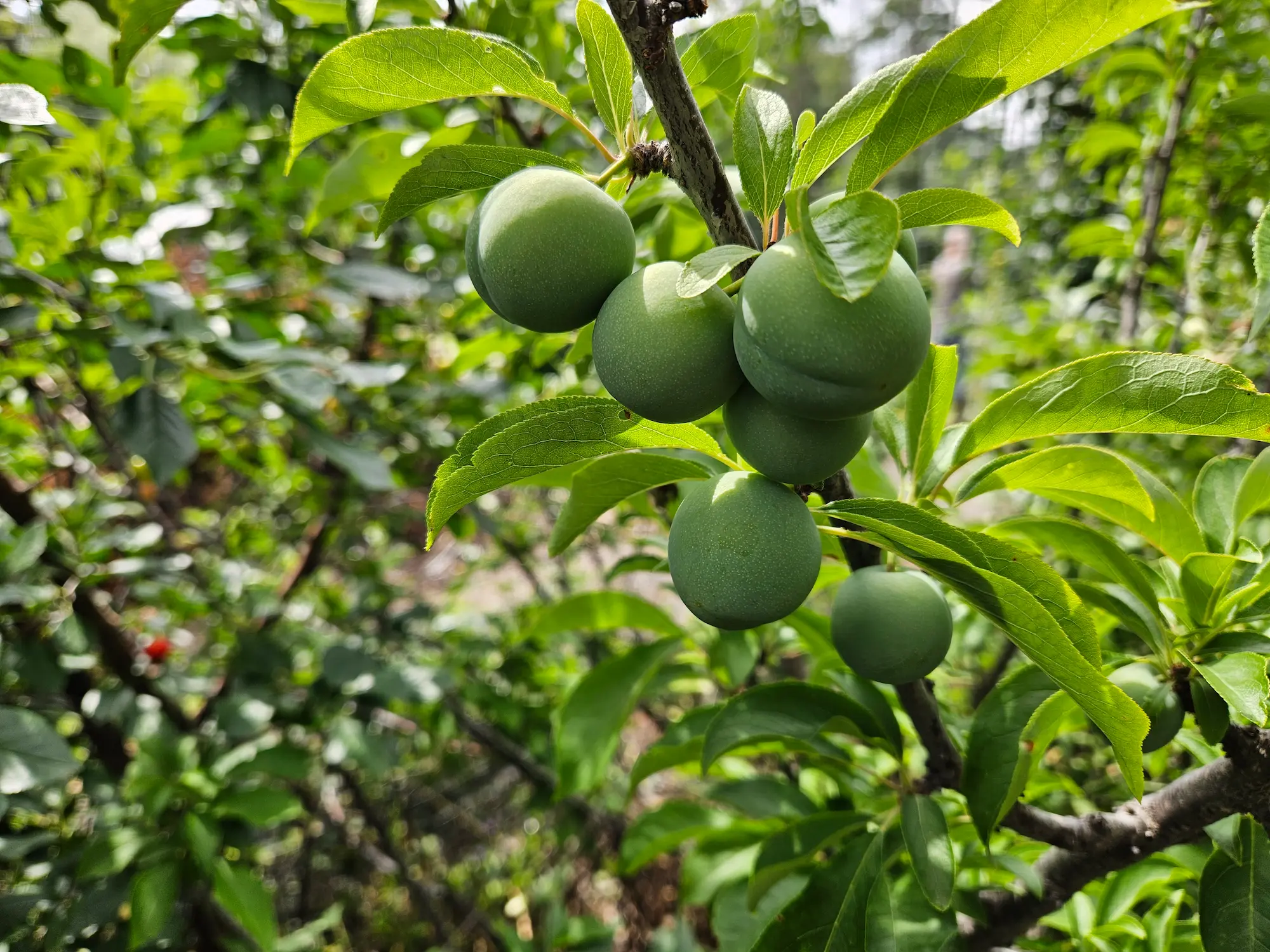 Featured image for “Plum, Greengage”