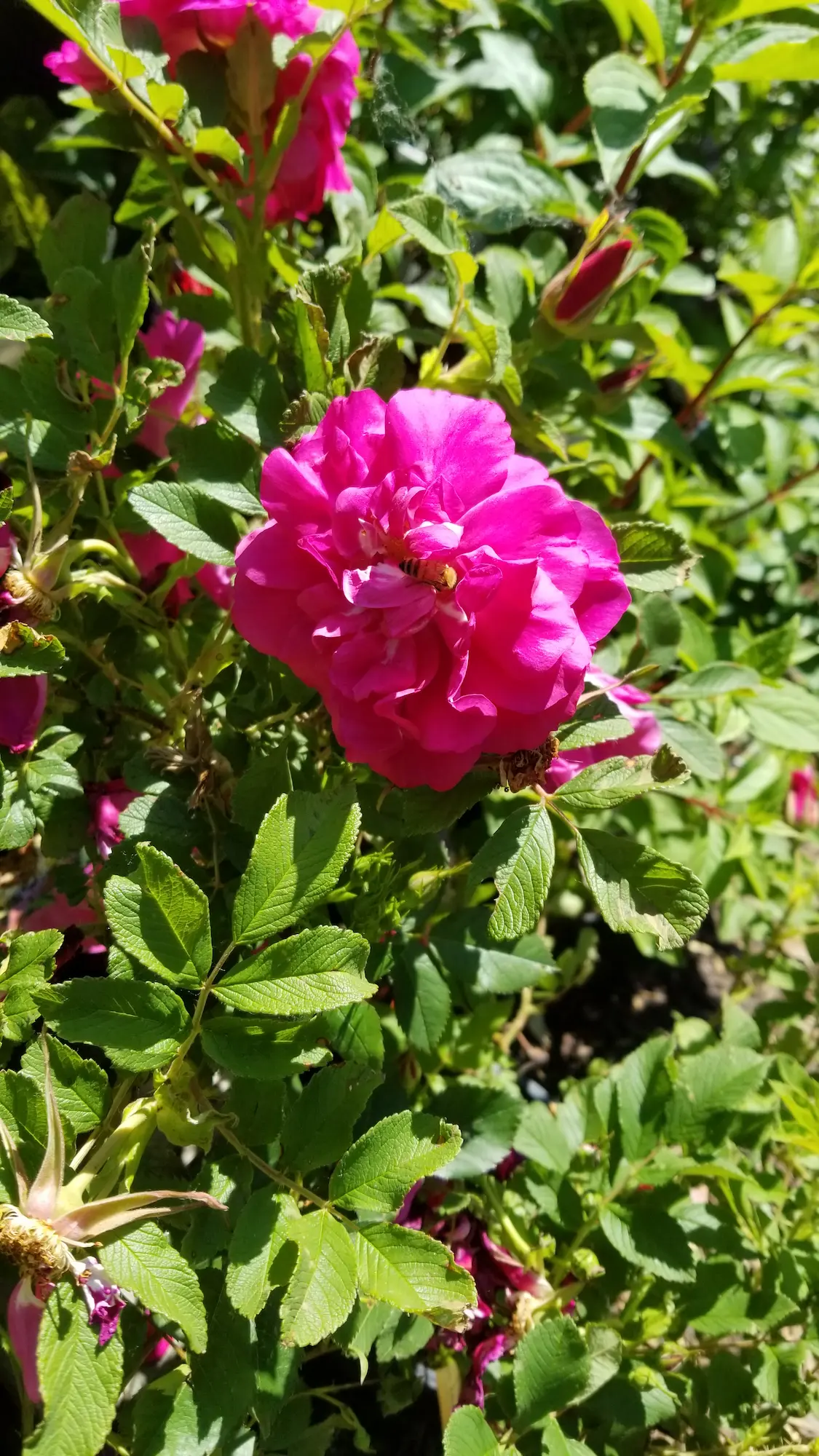 Featured image for “Hansa Rose”