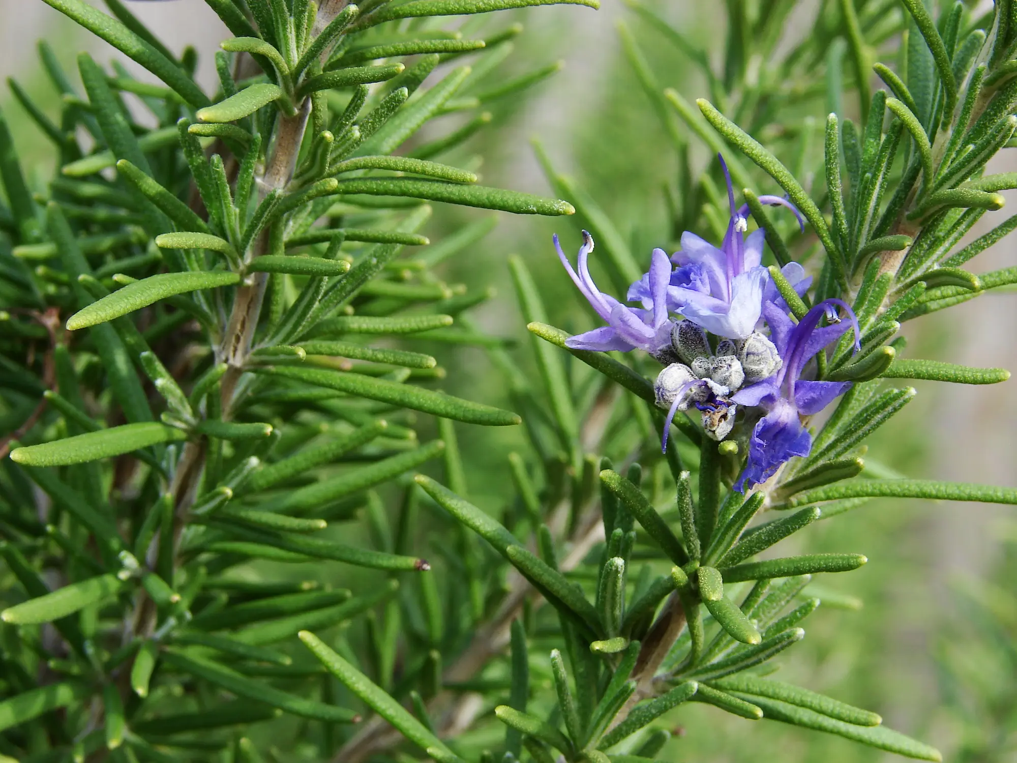 Featured image for “Huntington Carpet Rosemary”
