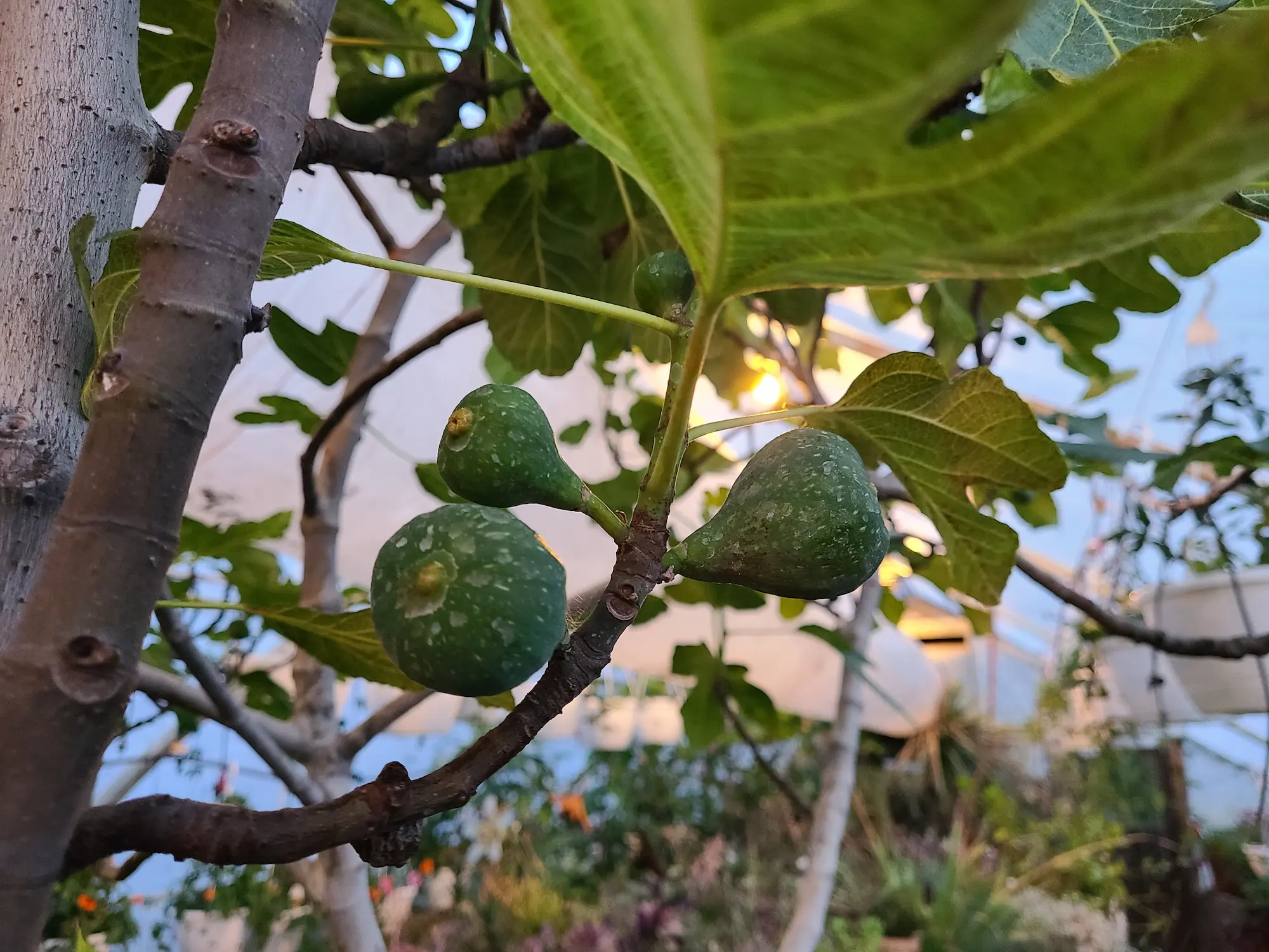 Featured image for “Fig, Little Ruby Dwarf”