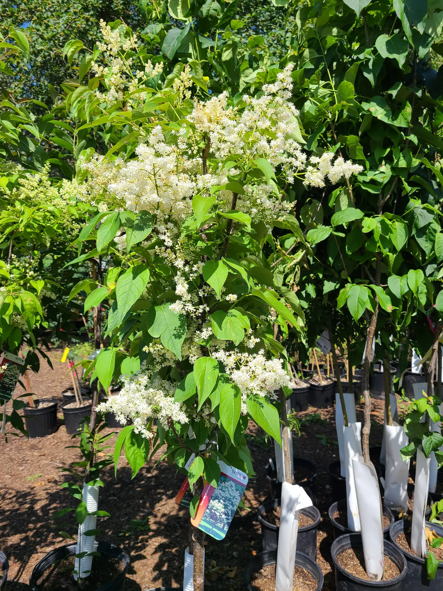 Ivory Silk Japanese Tree Lilac