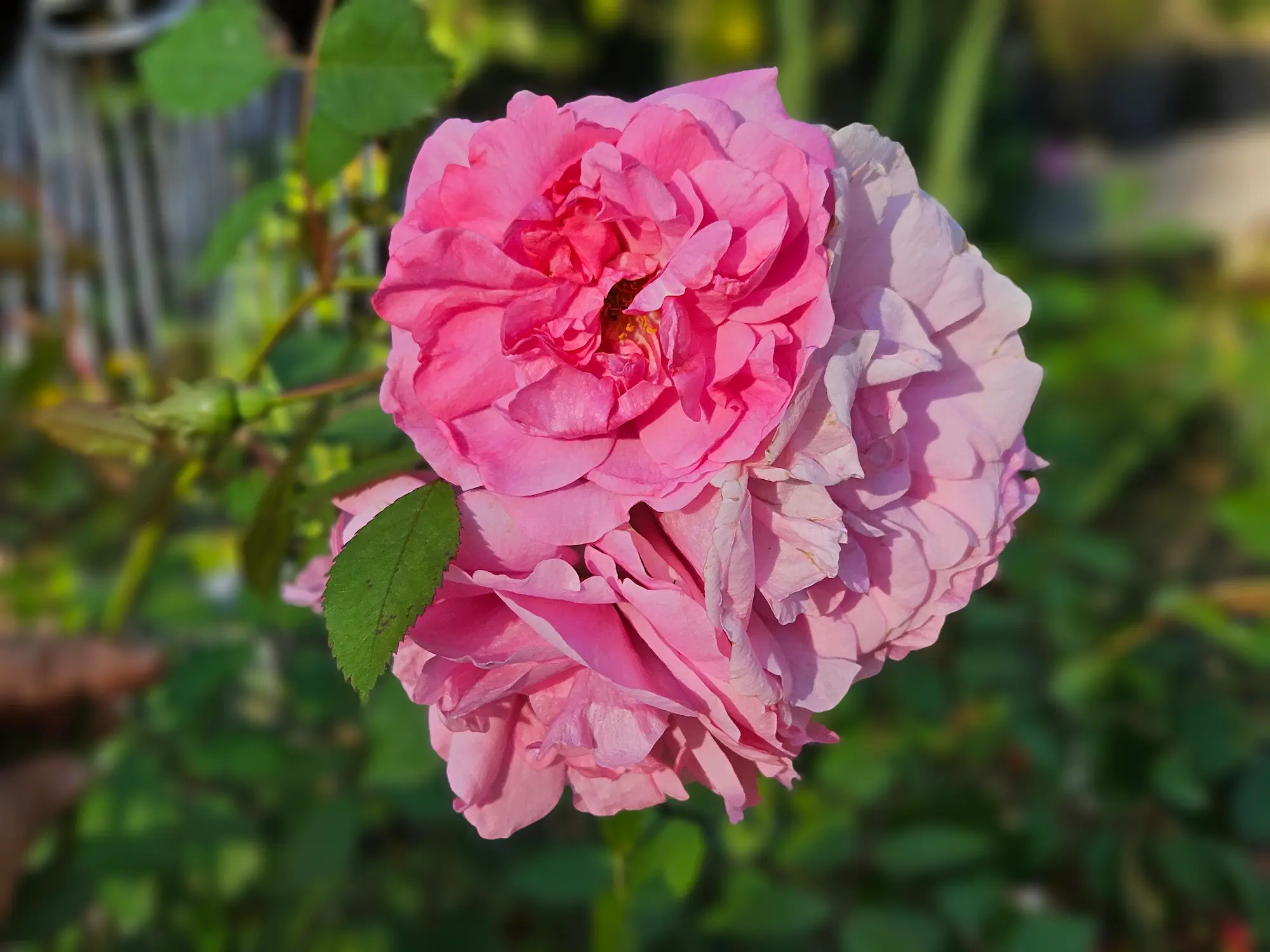 John Davis Rose - Image 2