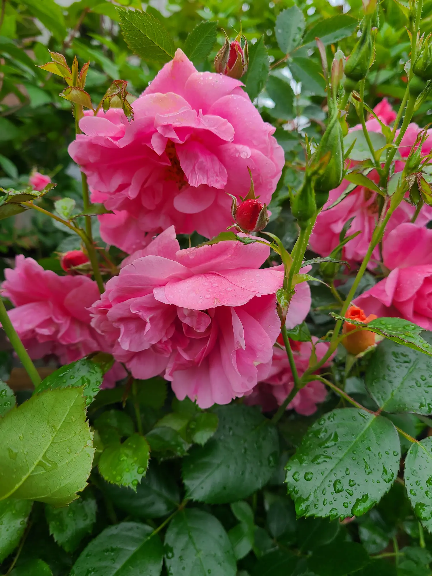 Featured image for “John Davis Rose”
