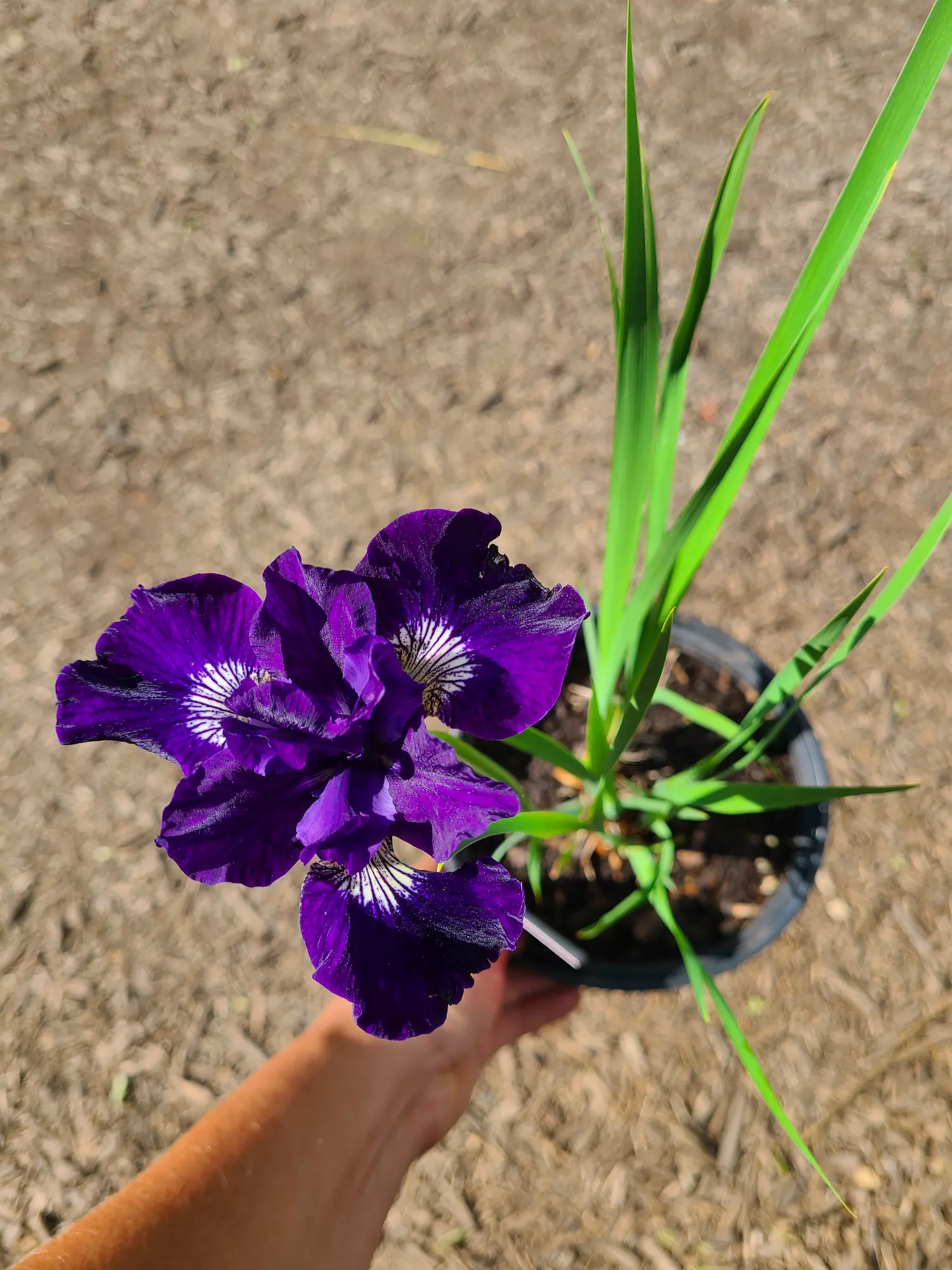 Featured image for “Kaboom Siberian Iris”