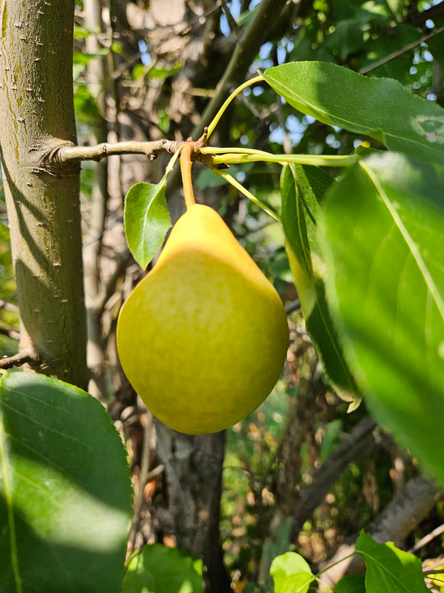 Featured image for “Krazulya Pear”