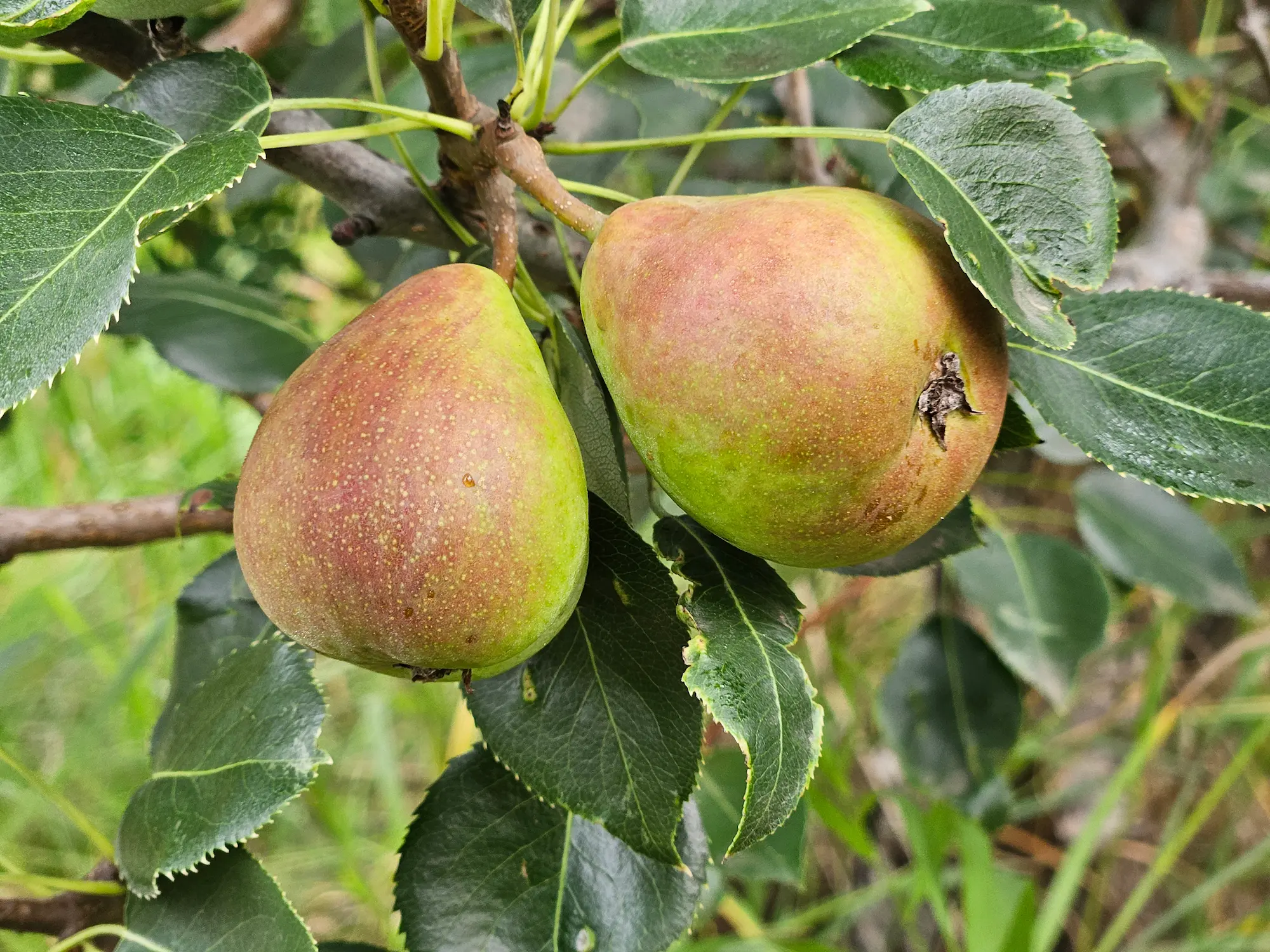 Featured image for “Loving Pear”