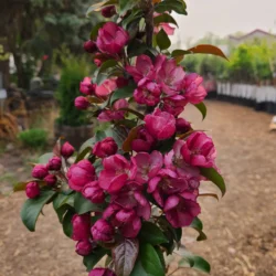 Flowering Crabapples