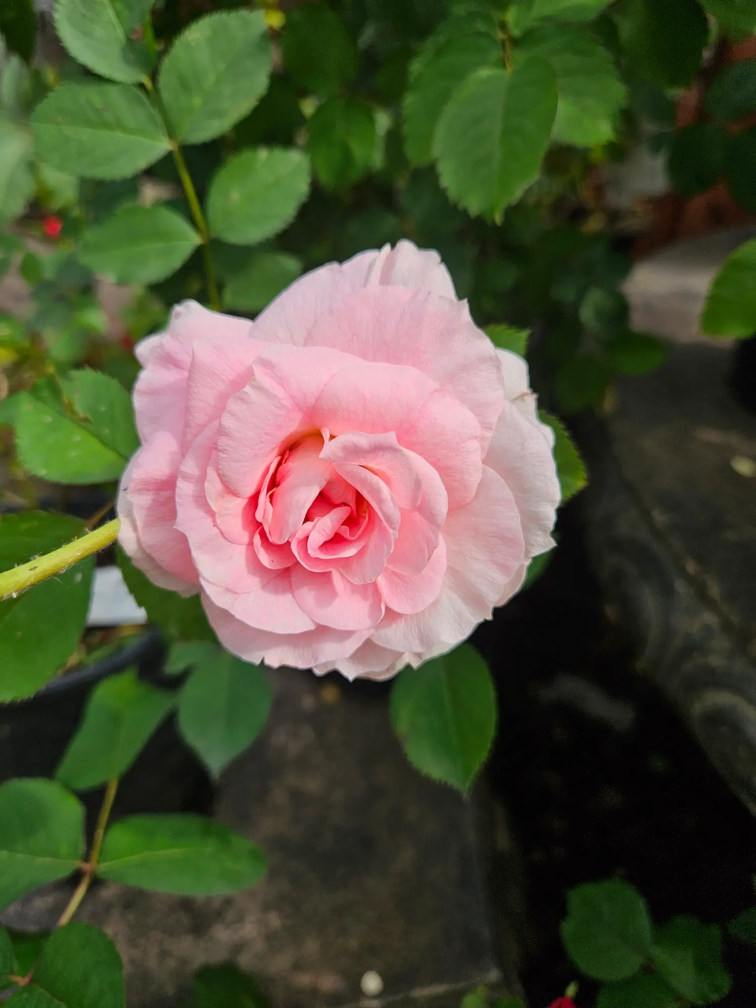 Morden Blush Rose