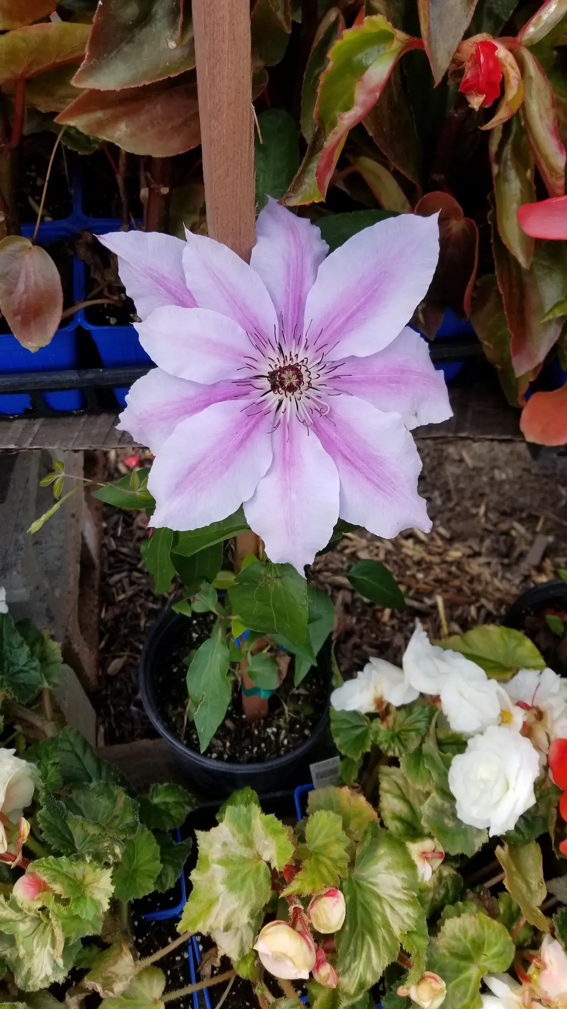 Nelly Moser Clematis - Prairie Gardens
