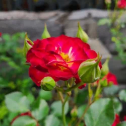 Roses